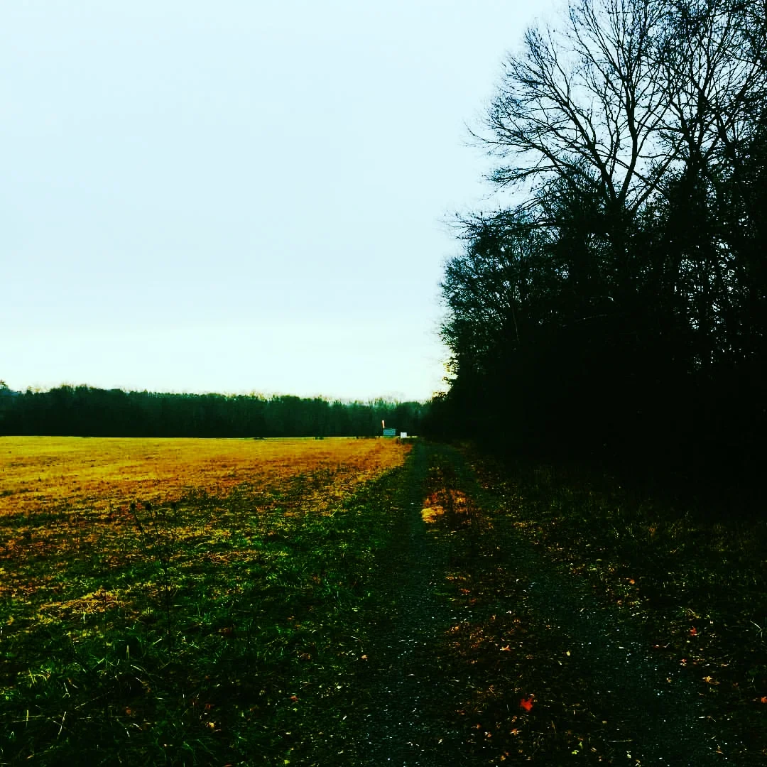 Morning, Charles River Woods & Meadows