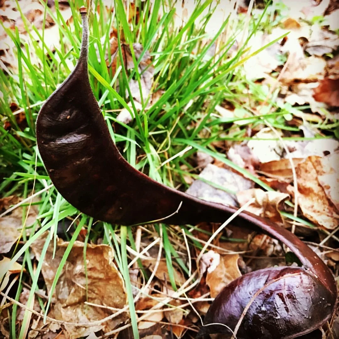 Honey Locust seed pod in my woods