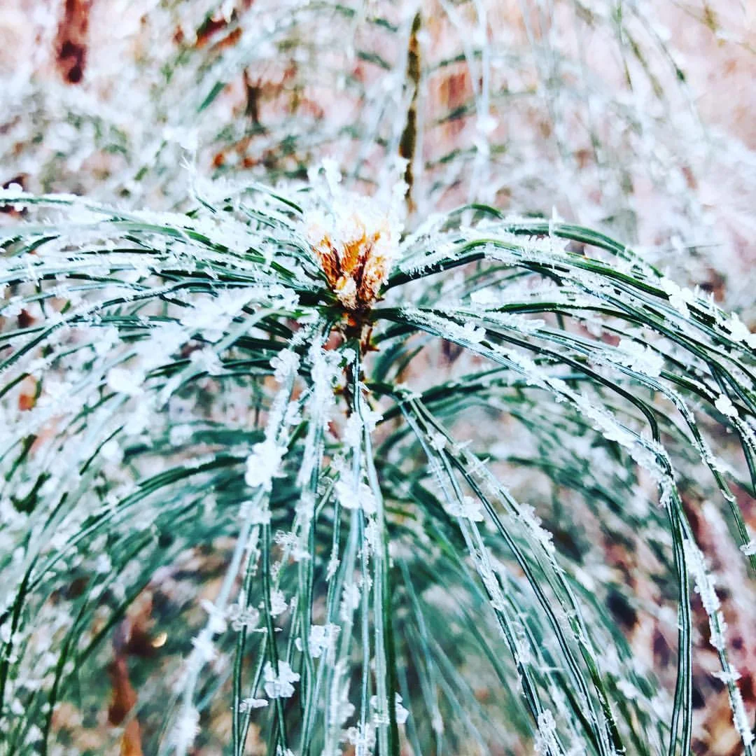 Frosted Evergreen