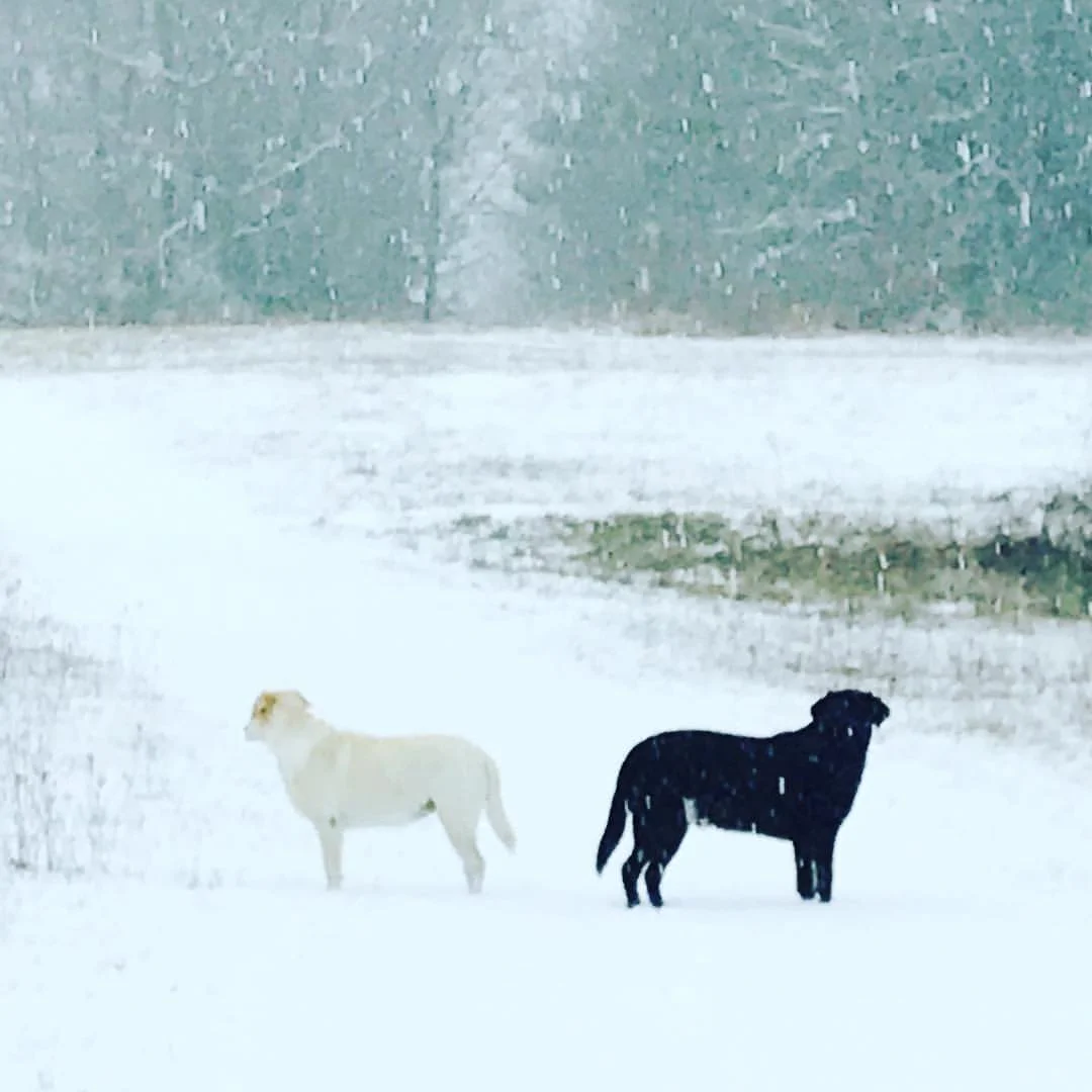 Two labs diverge in snowy meadow