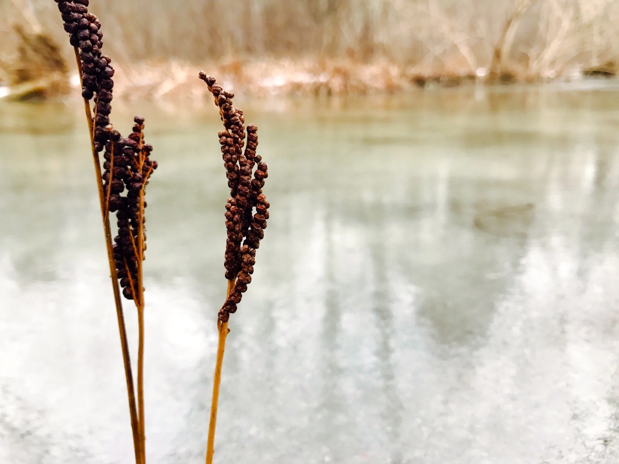 Sensitive Fern, Glassy Brook