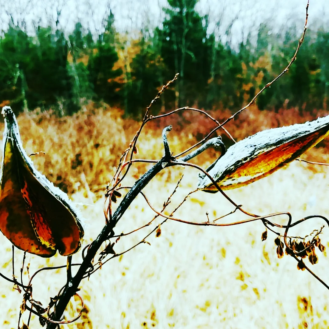 Milkweed Morning Meadow, Christmas Eve