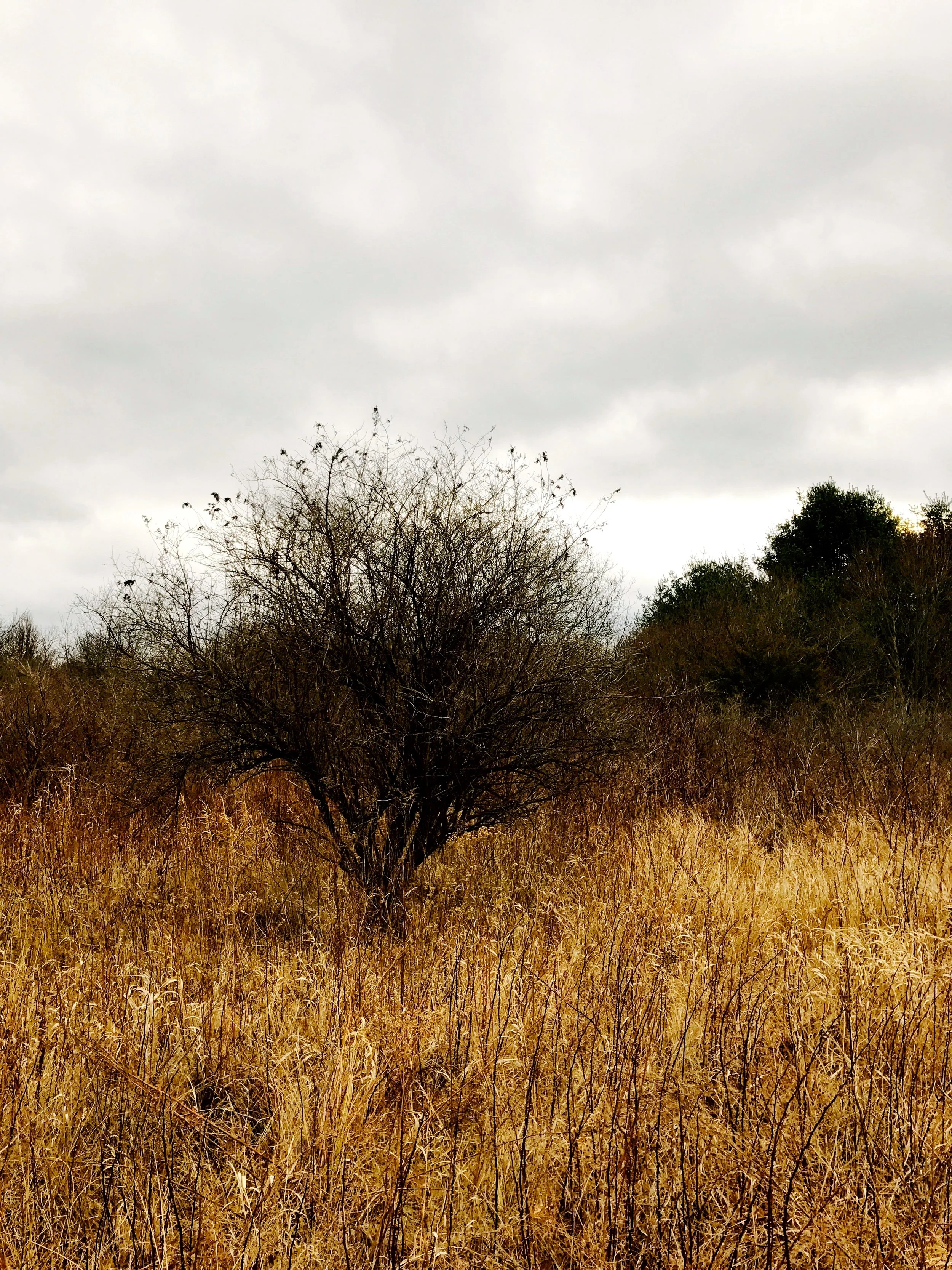 Winter Meadow