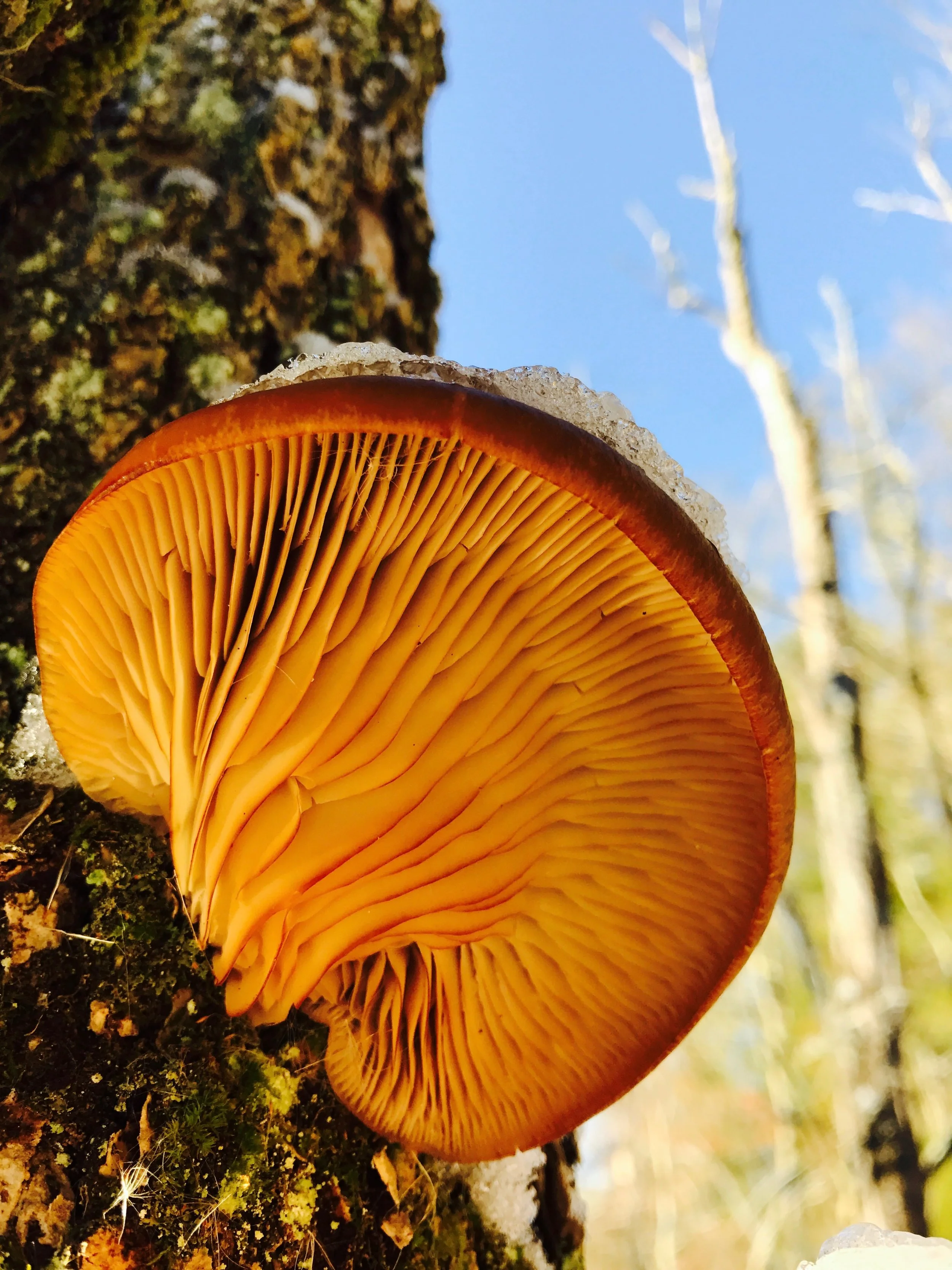 Iced Tree Fungus, Marsh