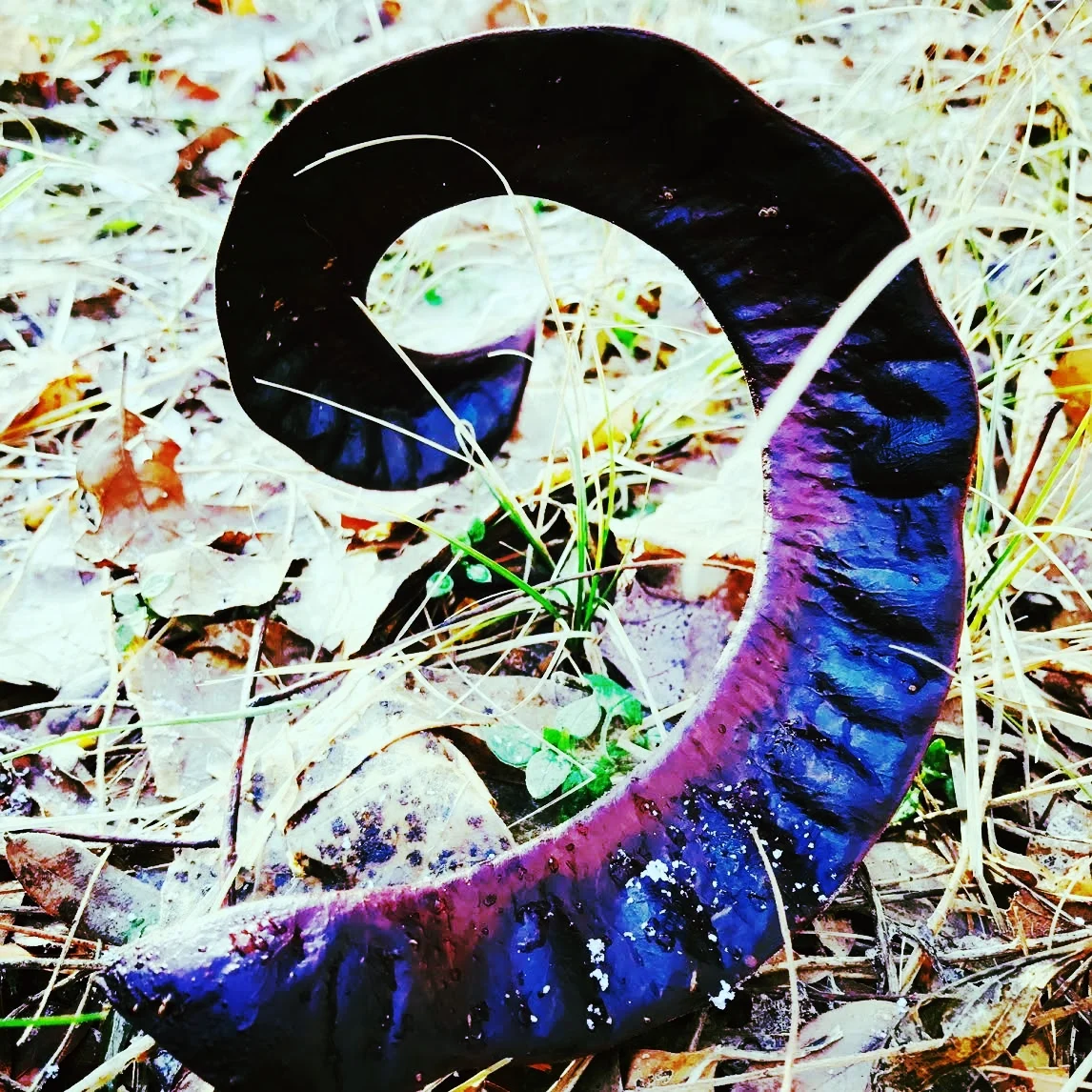 Seed Pod in January