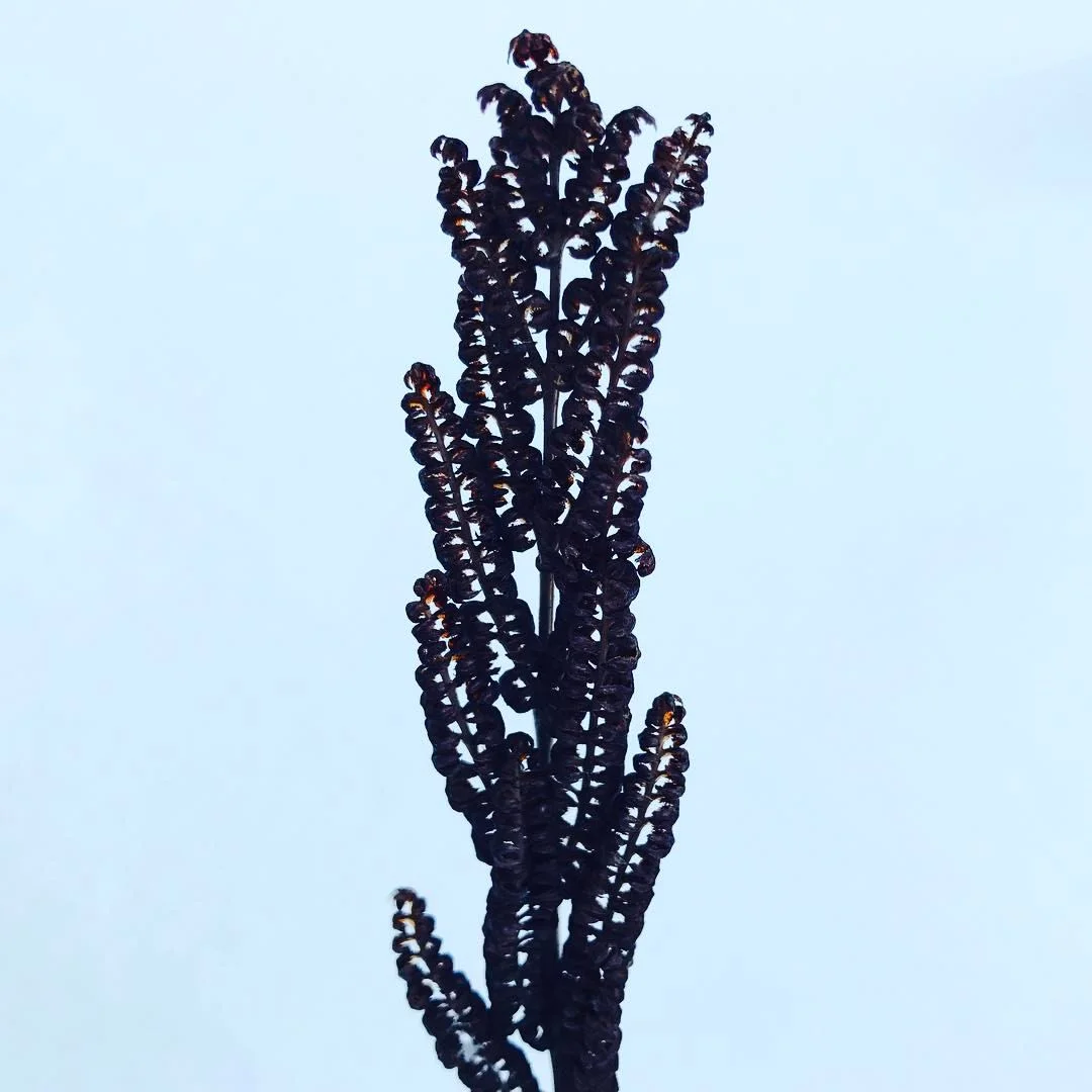 Beaded Fern 
