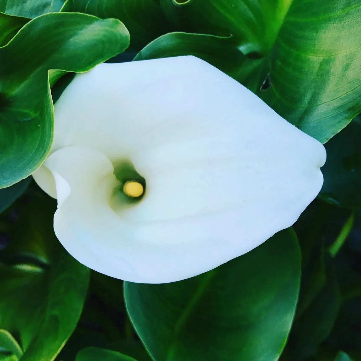 Calla Lilly, Ojai, CA