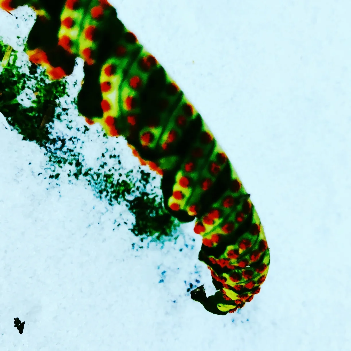 Frozen Fern Frond, Rocky Narrows