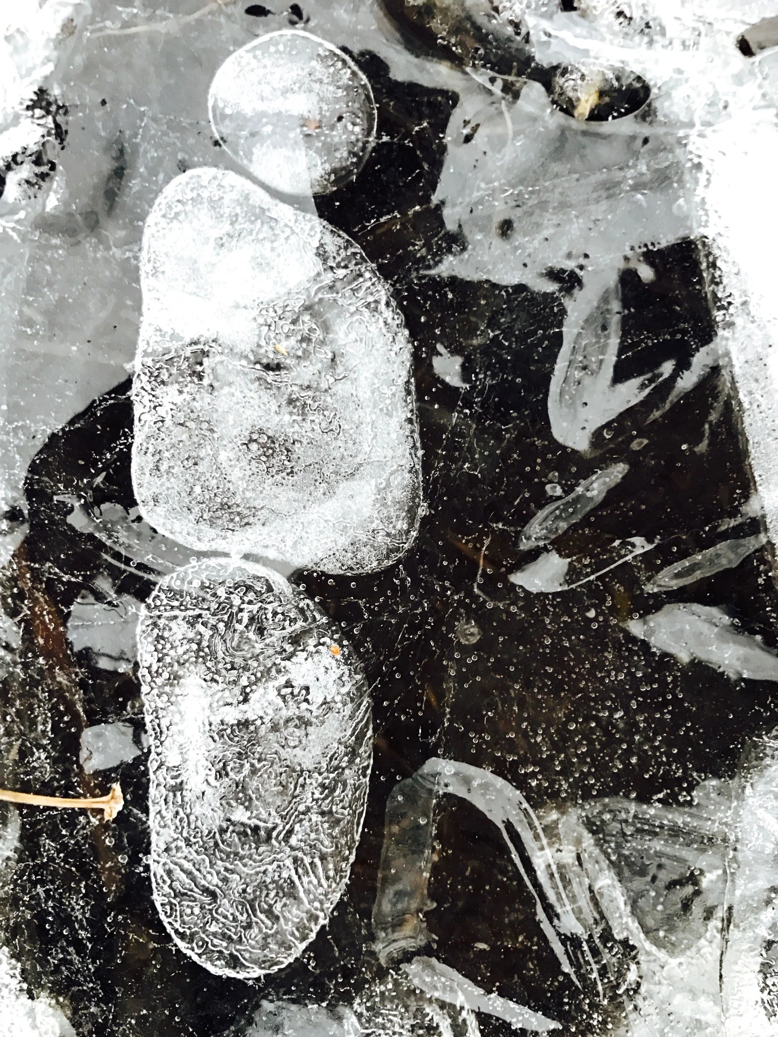 Self-Portrait on Ice