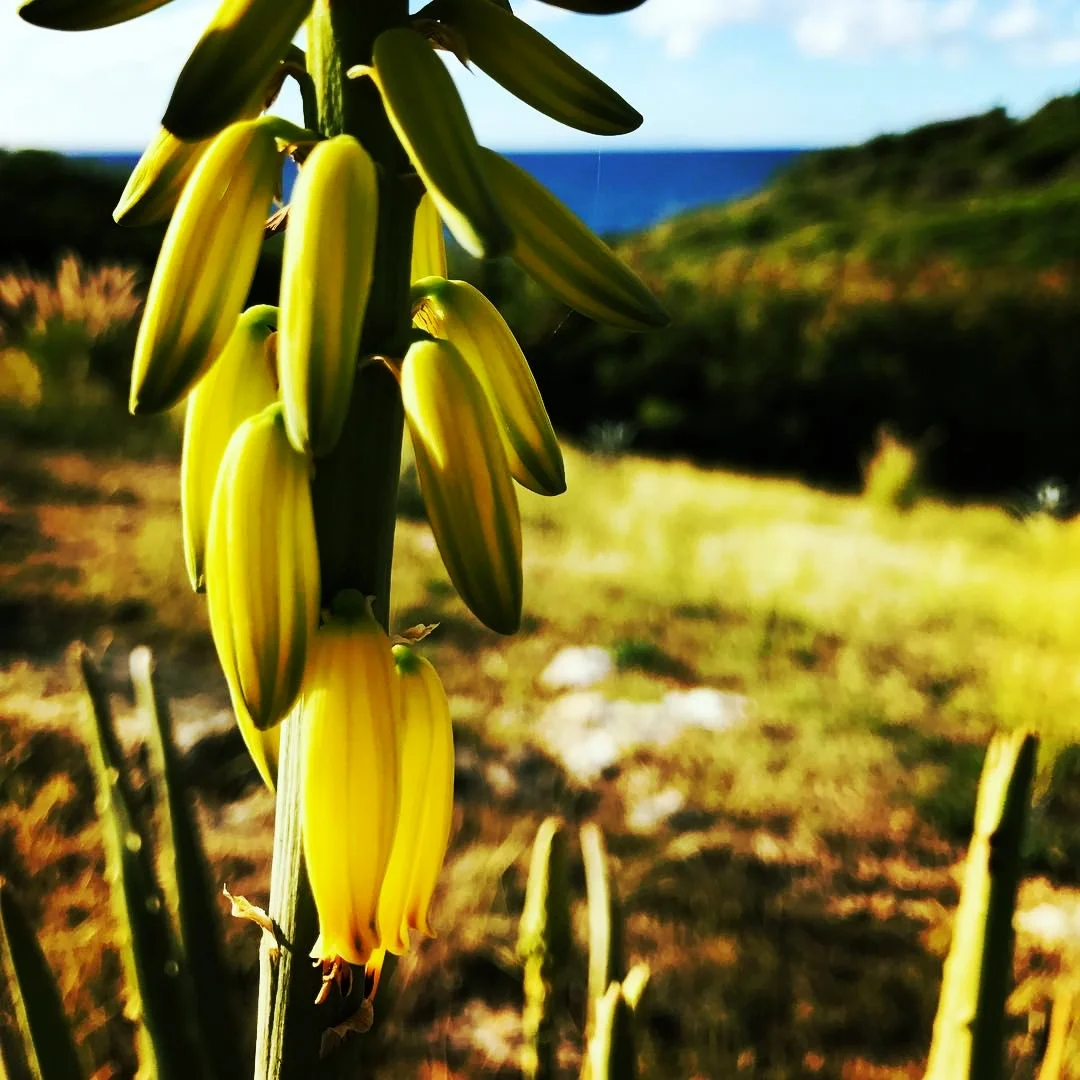 Aloe Vera, Grande Terre, Quadaloupe