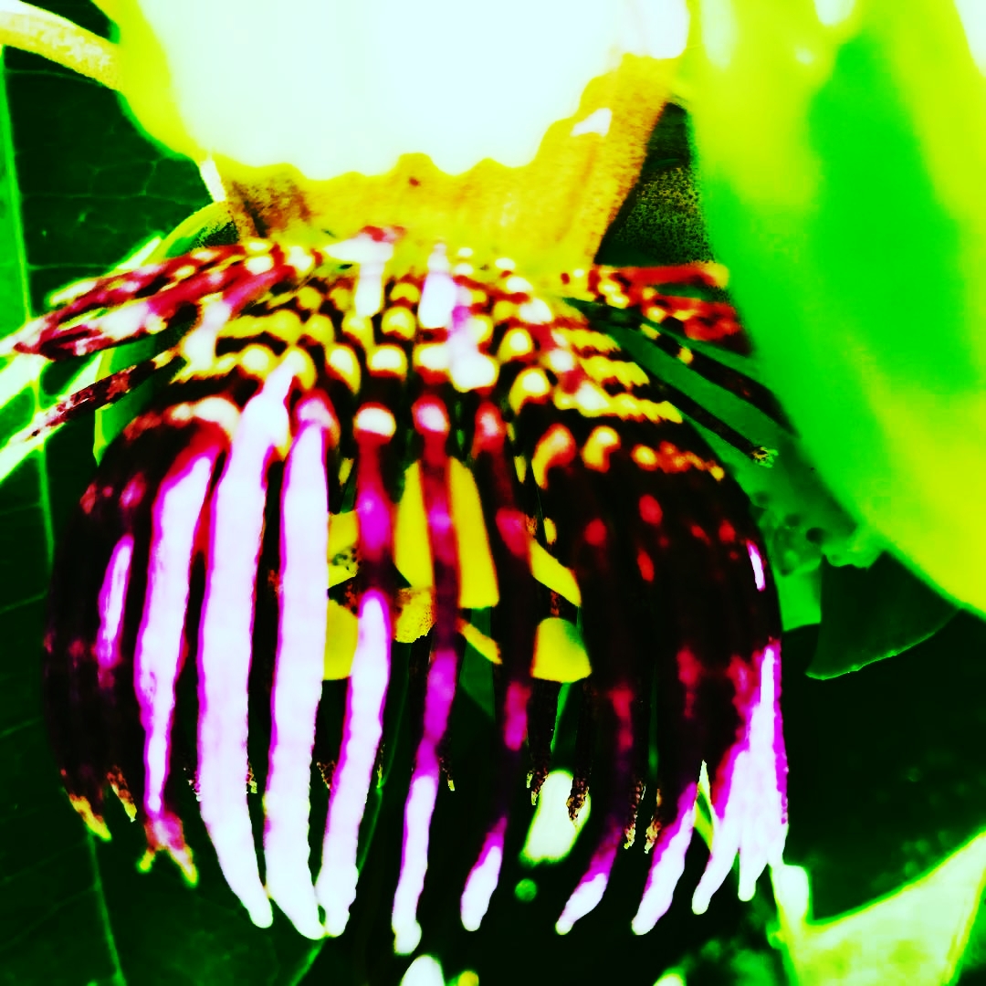 16826056_10212106684283681_1086187138447595658_o.jpg