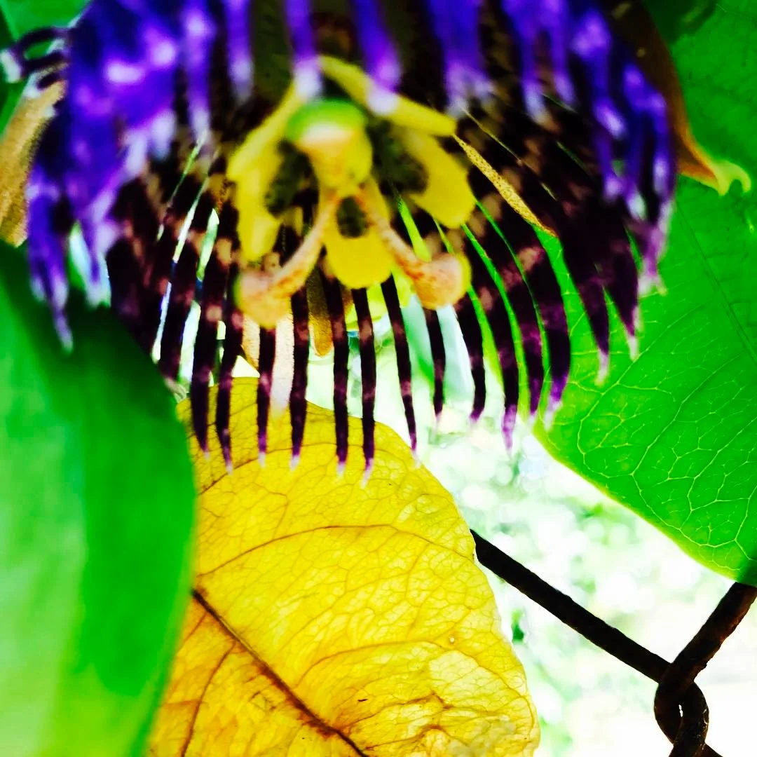 Purple Passion Flower - Passiflora triloba