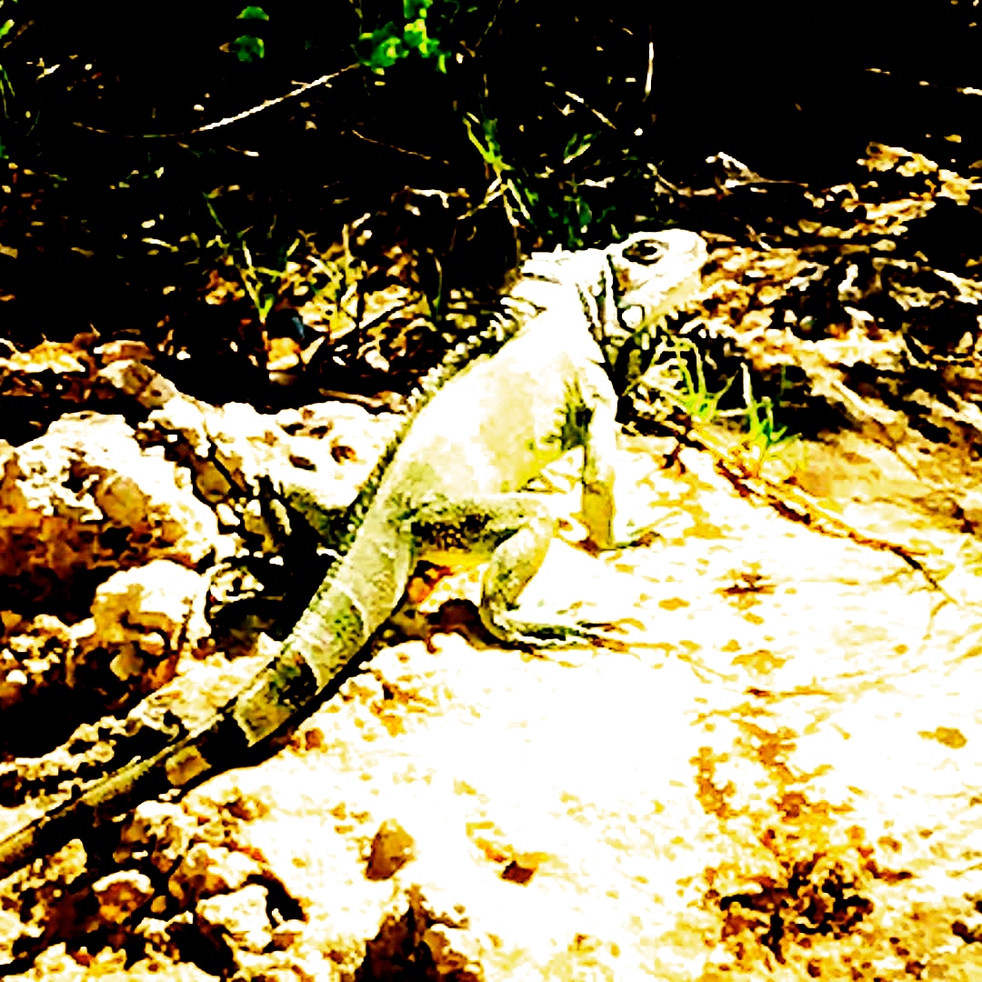Iguana.jpg