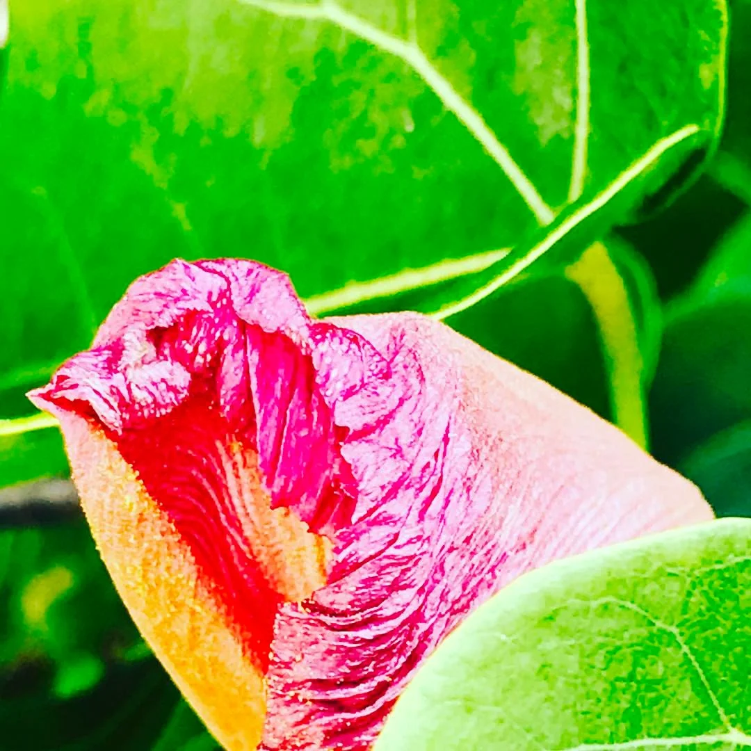 Hibiscus on the beach