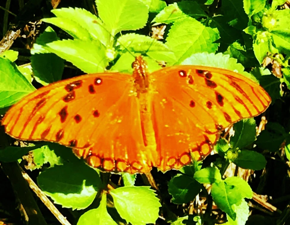 Butterfly, Grande Terre Guadaloupe