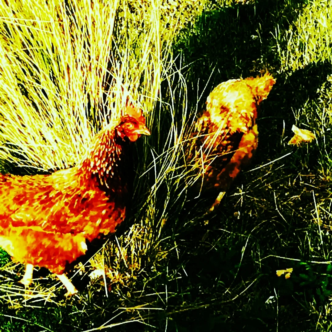 Rooster
