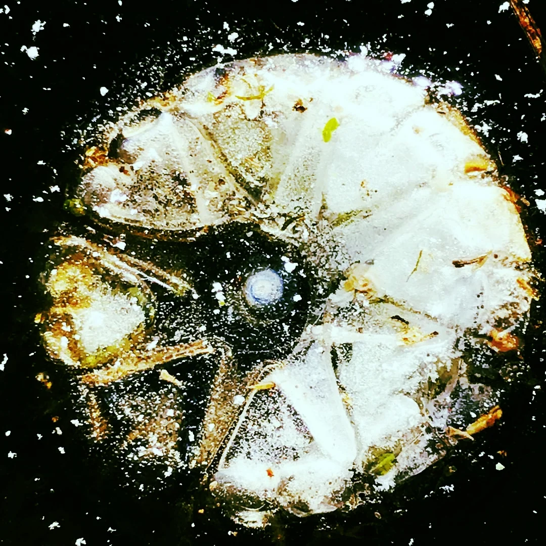 Star Shape in Fresh Ice, Charles River