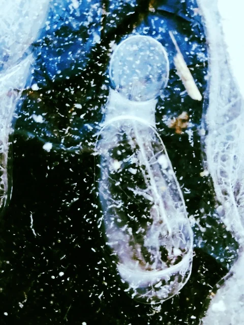 Ice Picture: Gestation