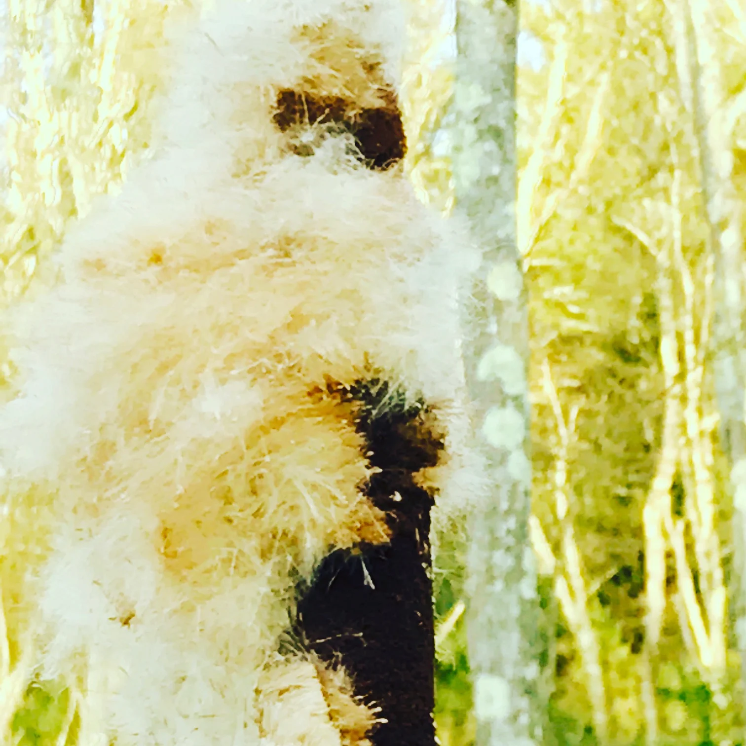 Cattail in Spring