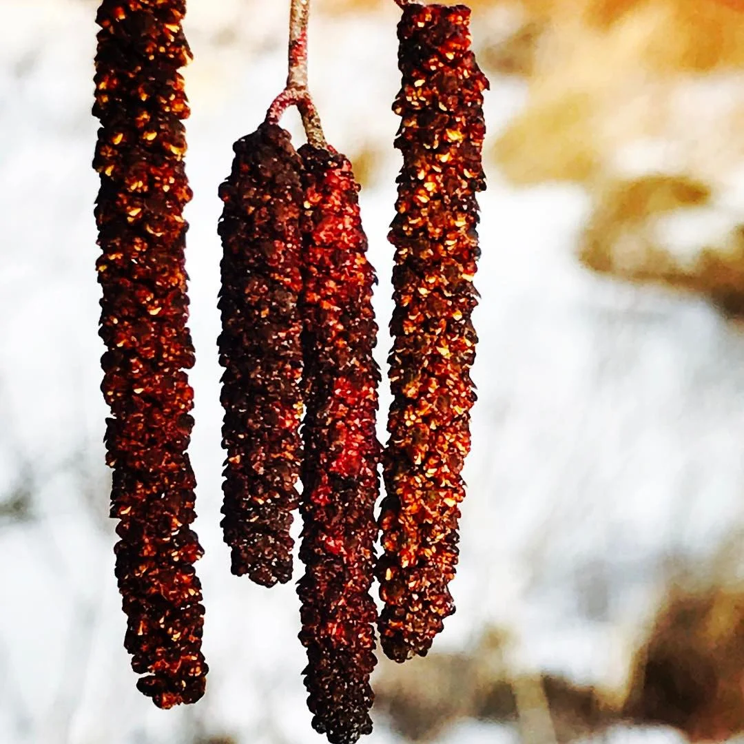 Alder Catkins