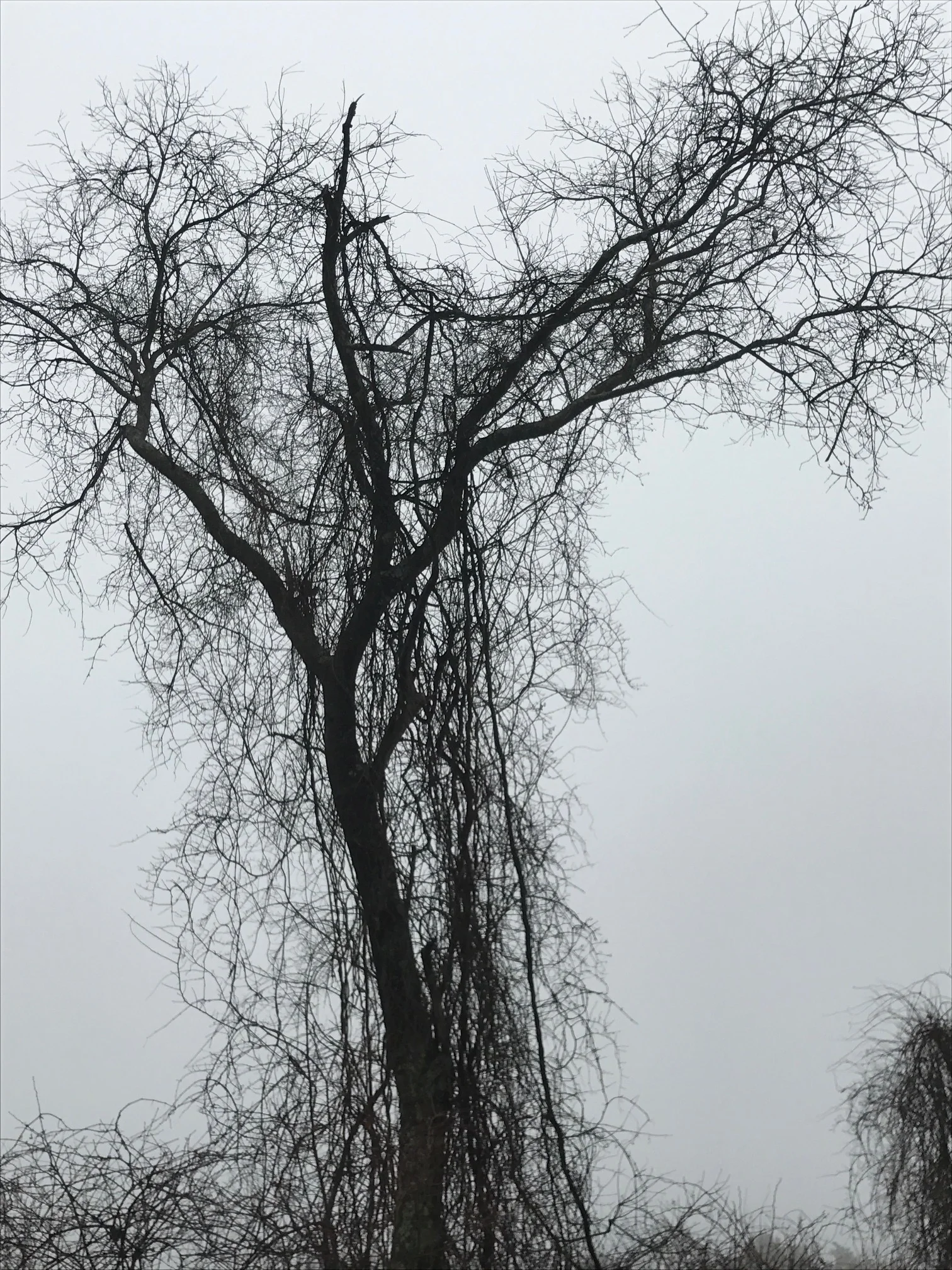 A Meadow, A Tree