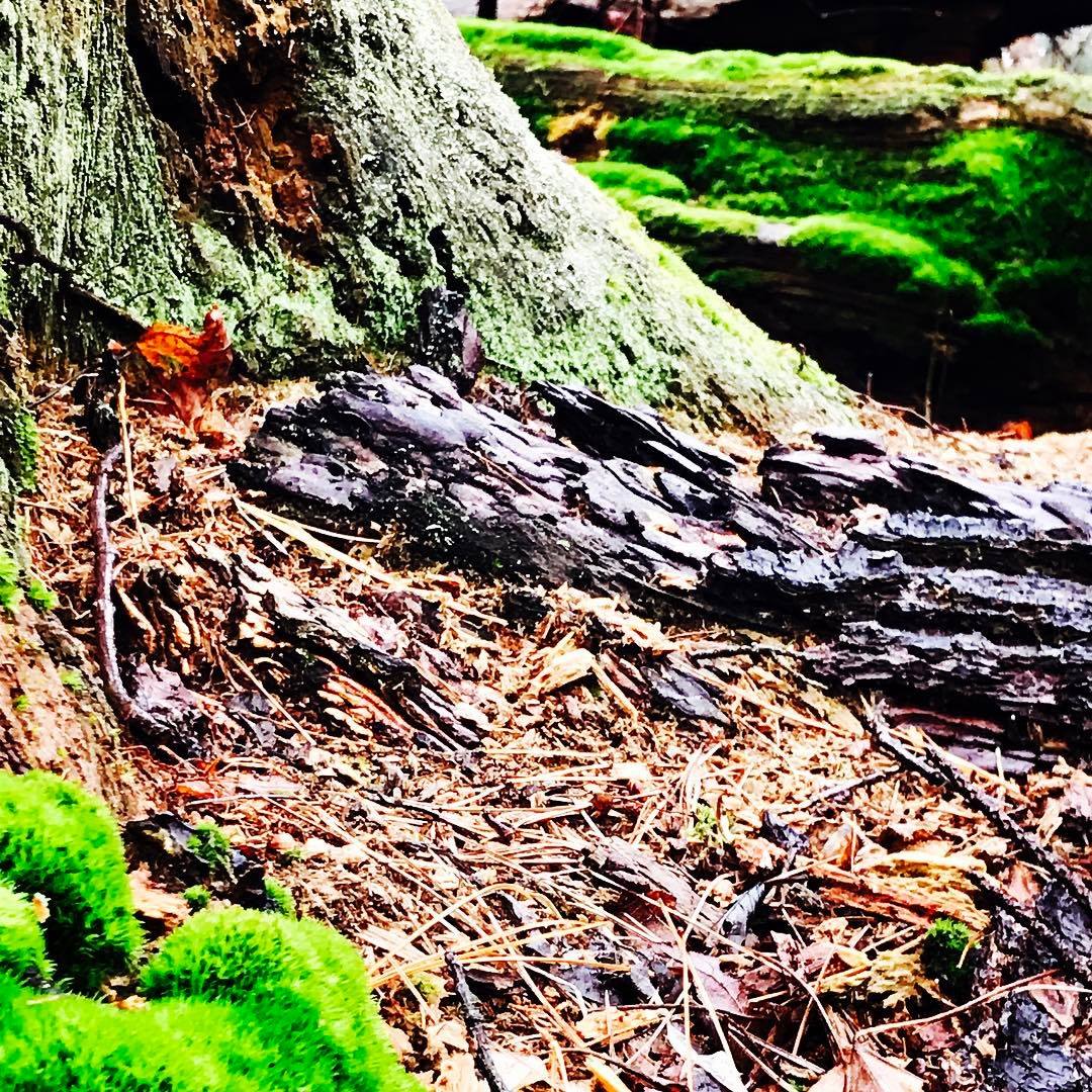 tree and moss.jpg