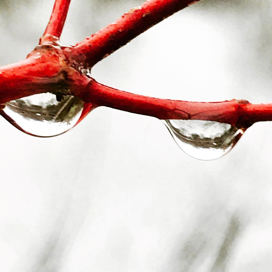 willow raindrop.jpg