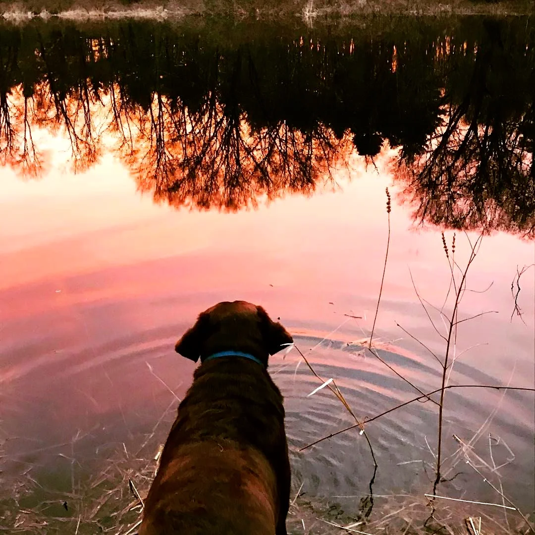 Charlie in the red river dawn on the Charles