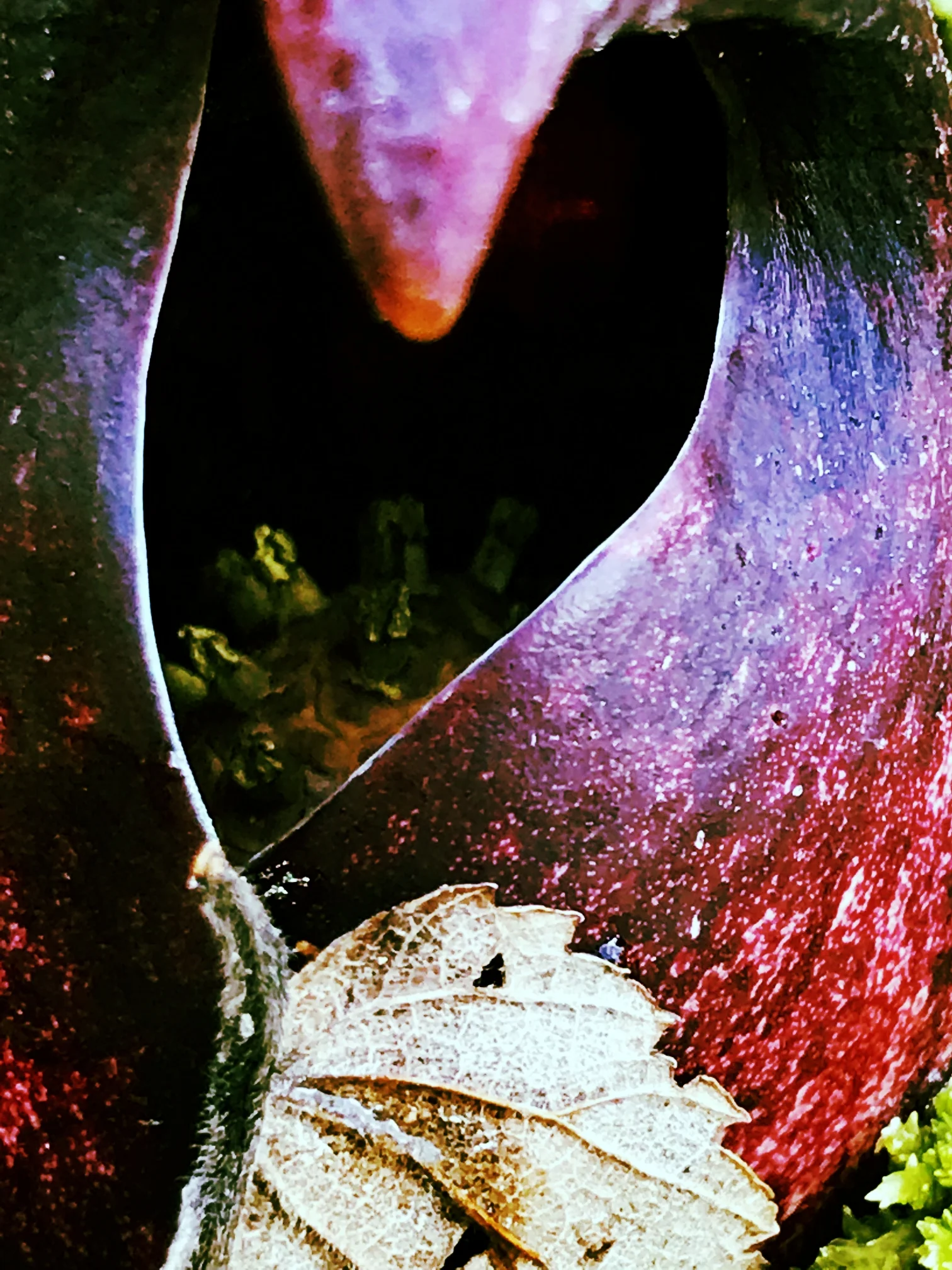 Skunk cabbage
