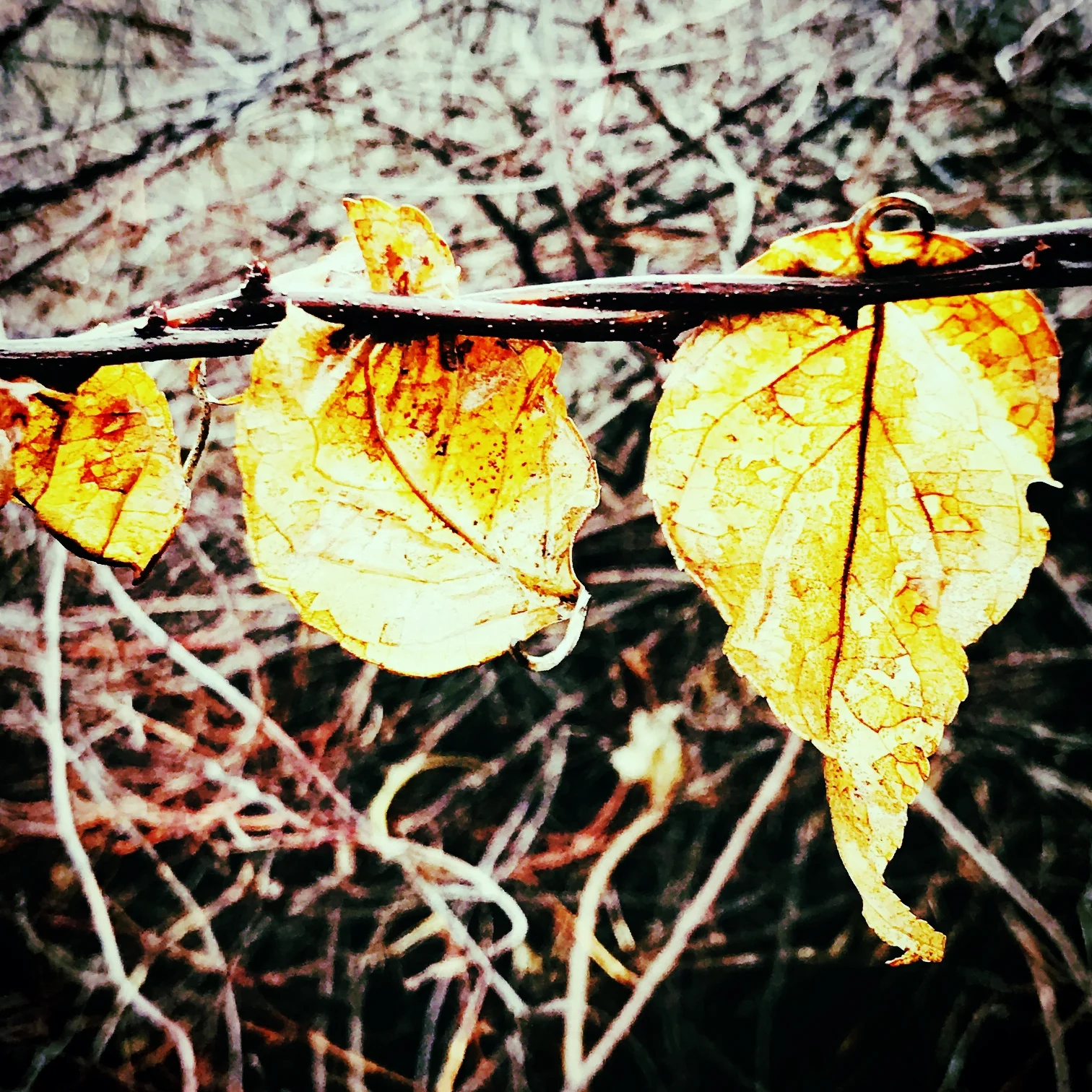 Three Leaves on a Vine