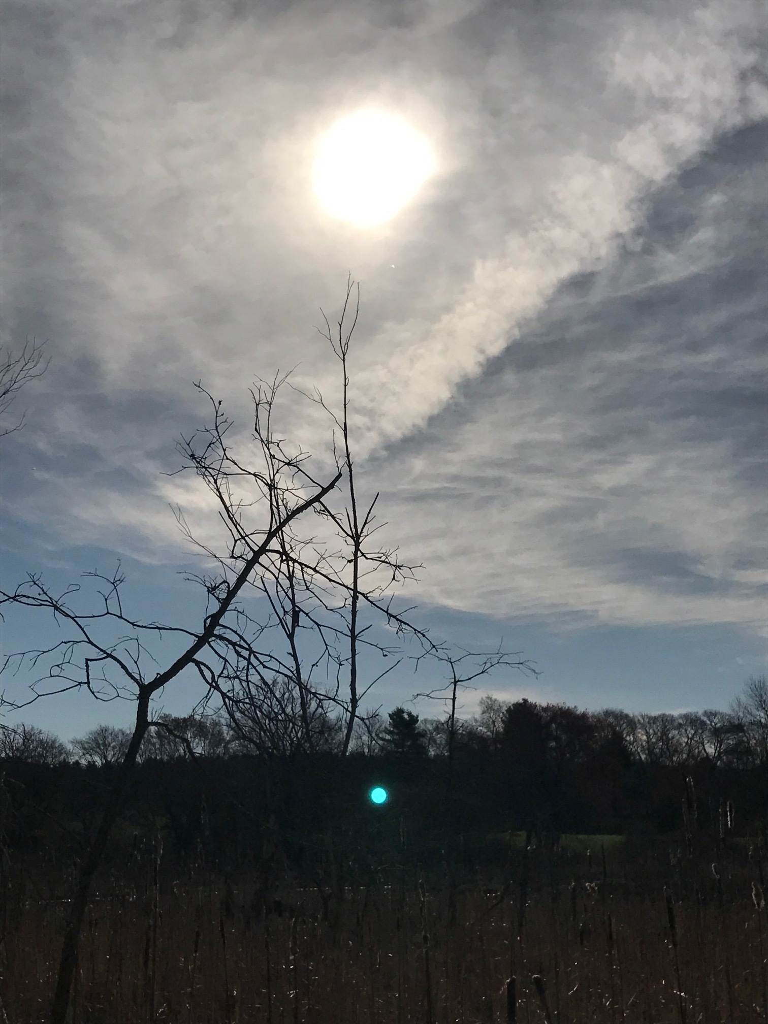 tree cloud 2.JPG