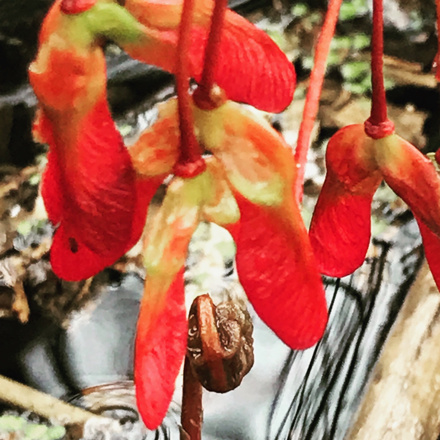 tree bloom over river.JPG