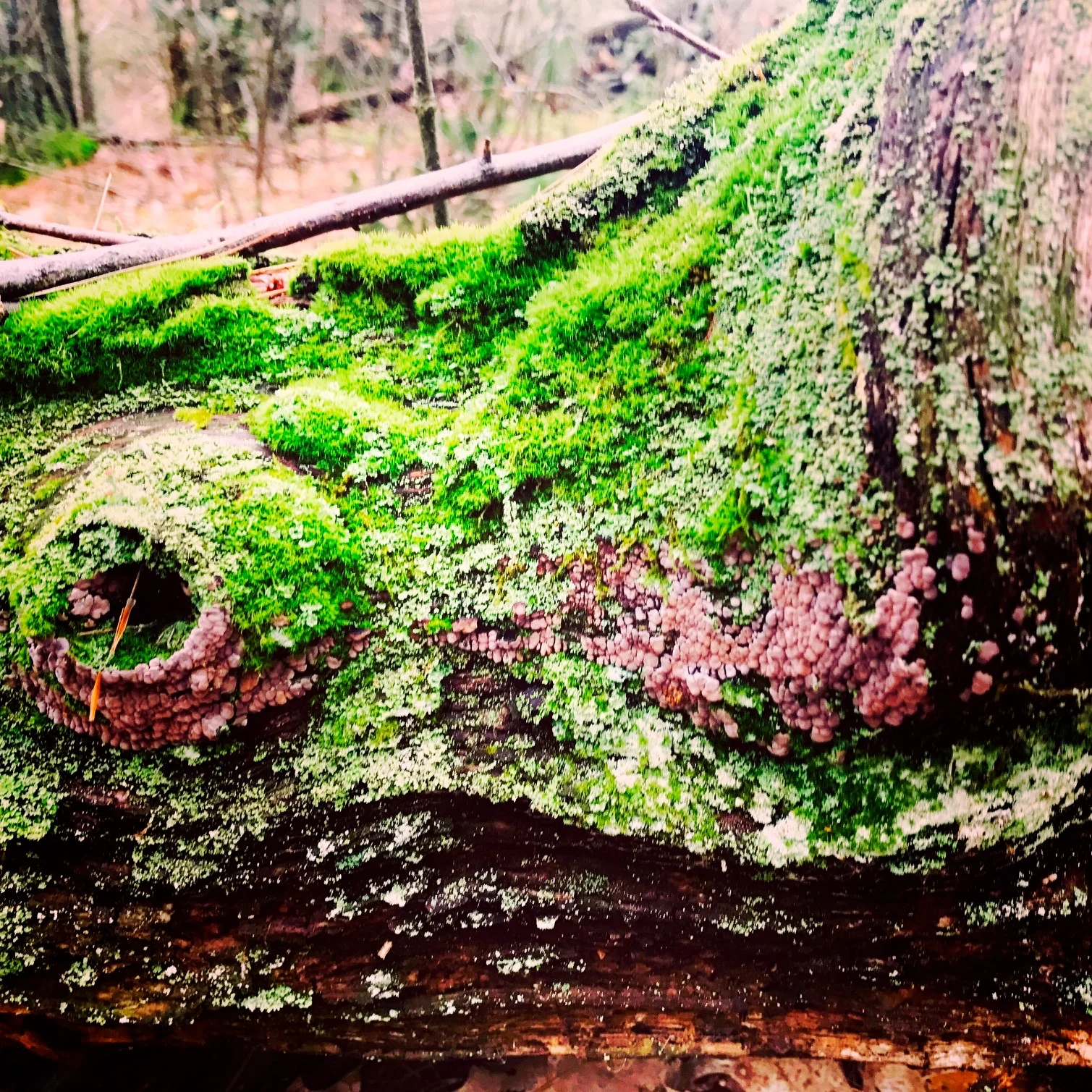trunk.JPG