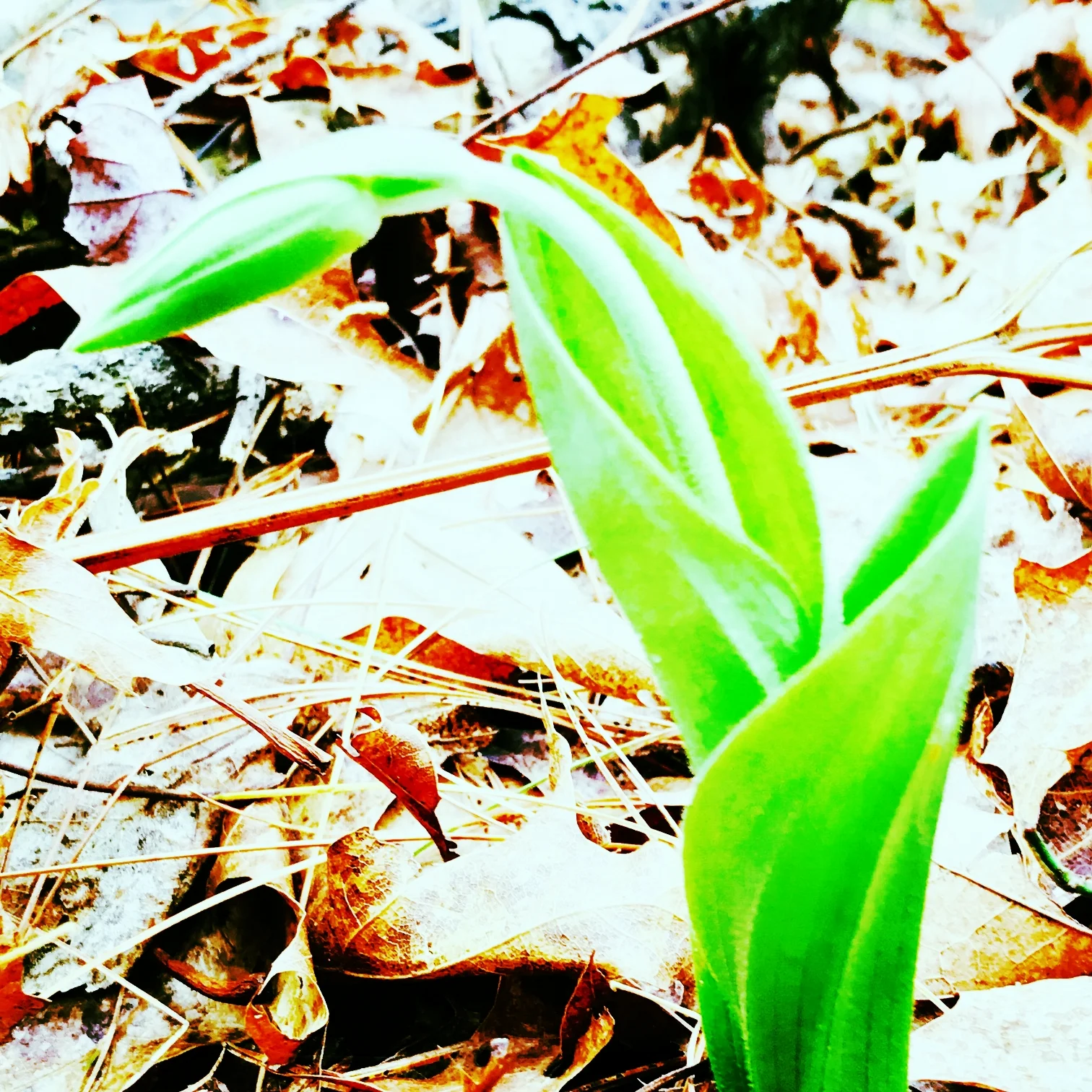 First Lady Slipper Blossom of Spring!