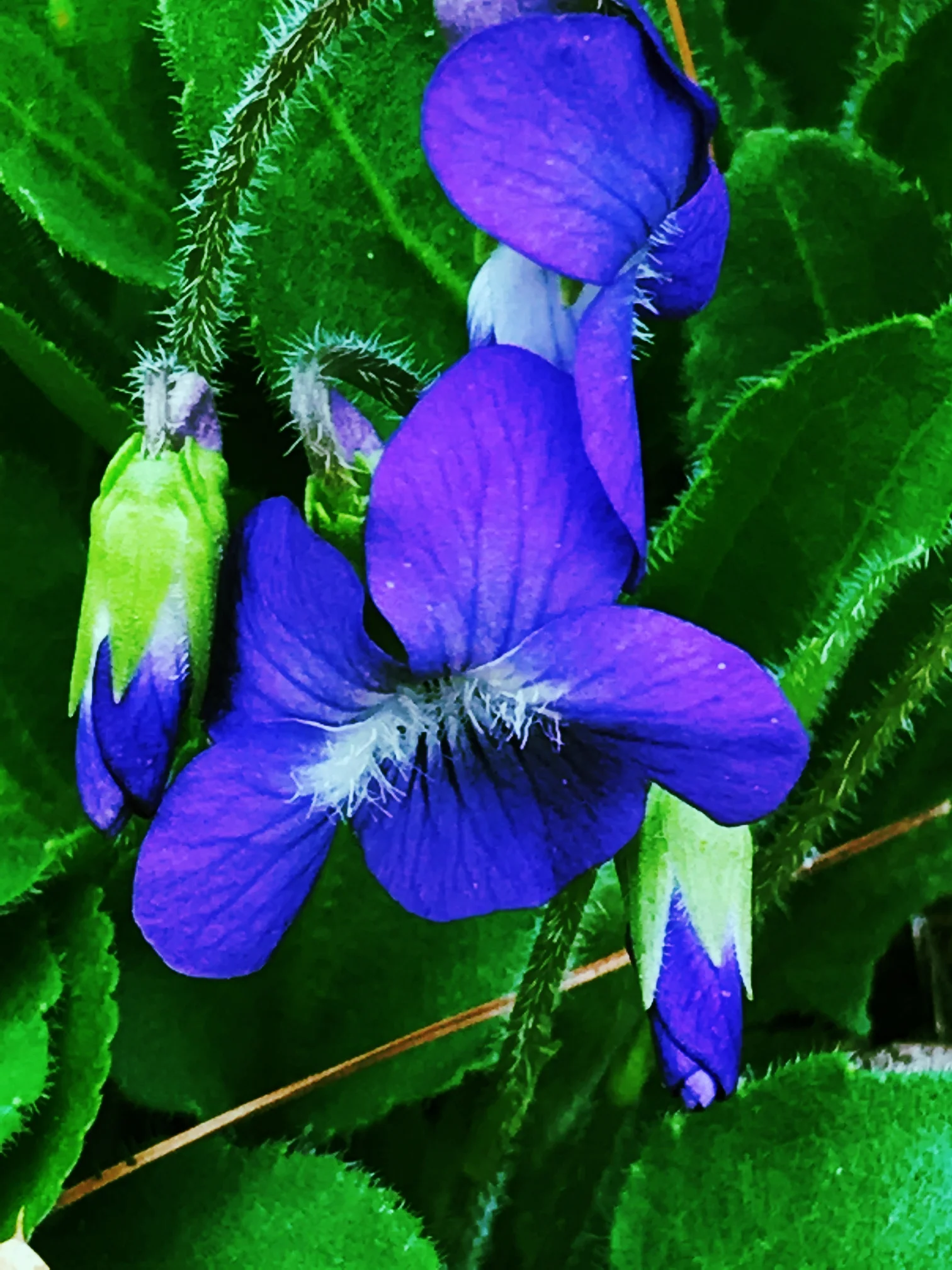 violet.JPG
