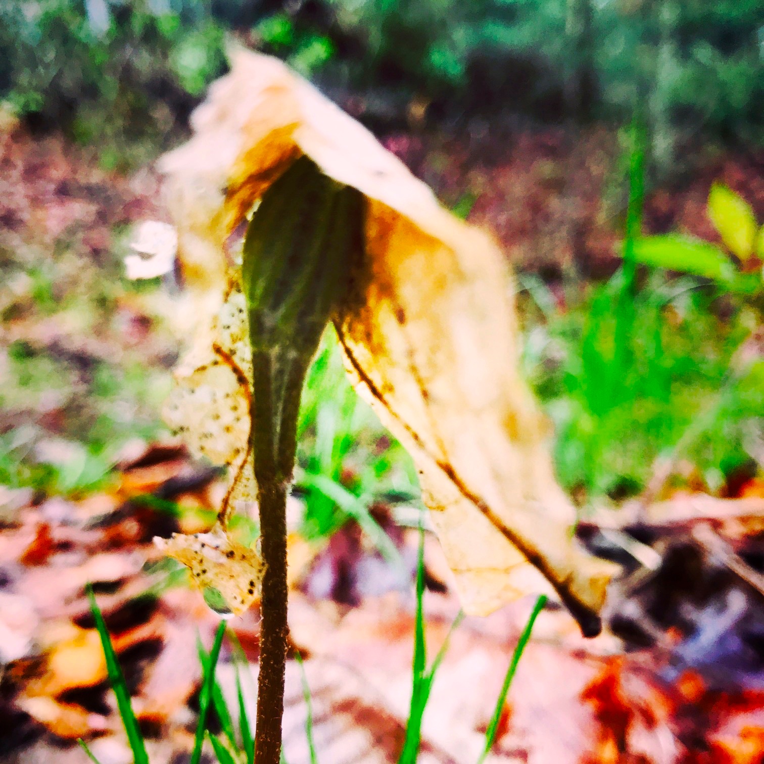 leaf wrapped shoot.JPG