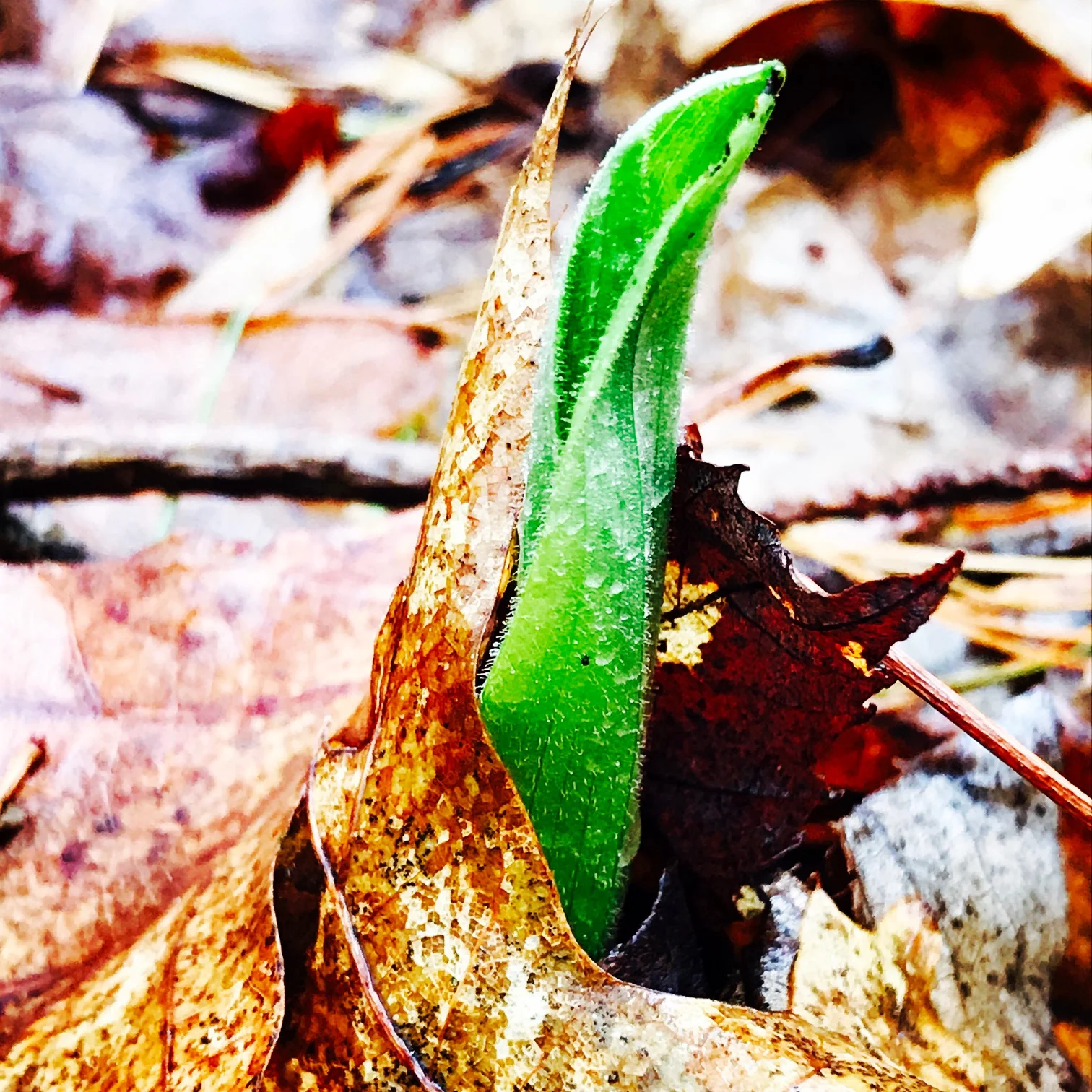 leaf wrapped slipper.JPG