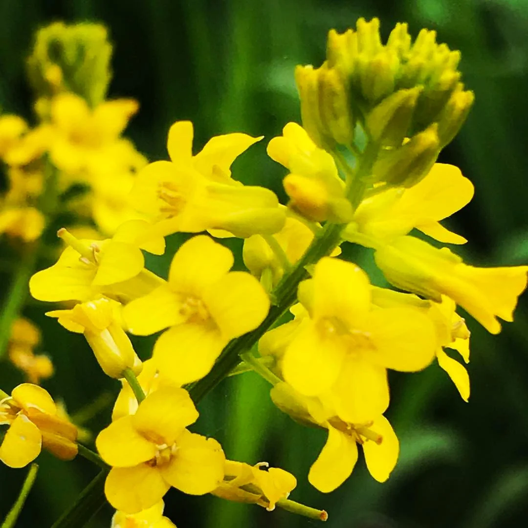 Barbarea vulgaris