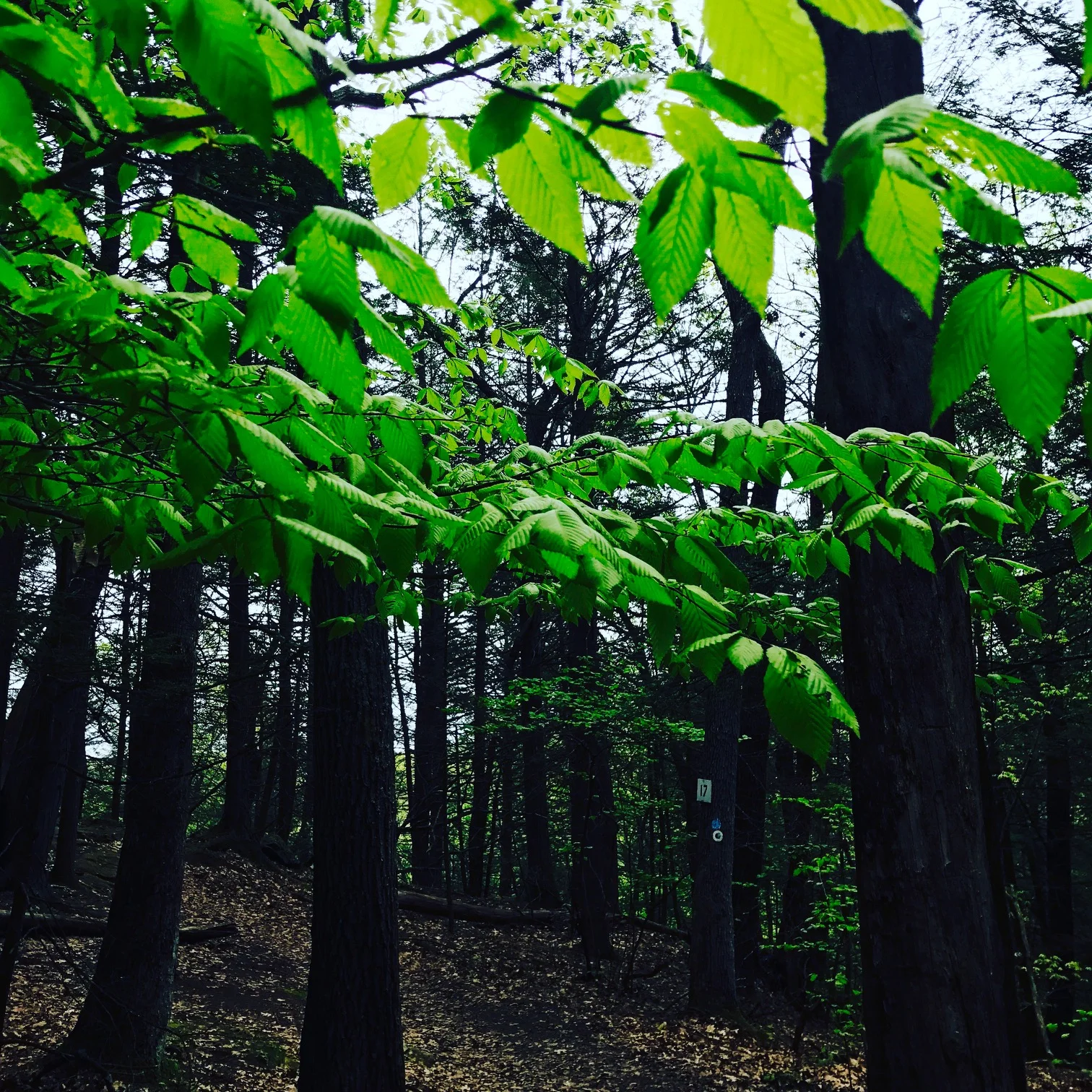 Beech Tree