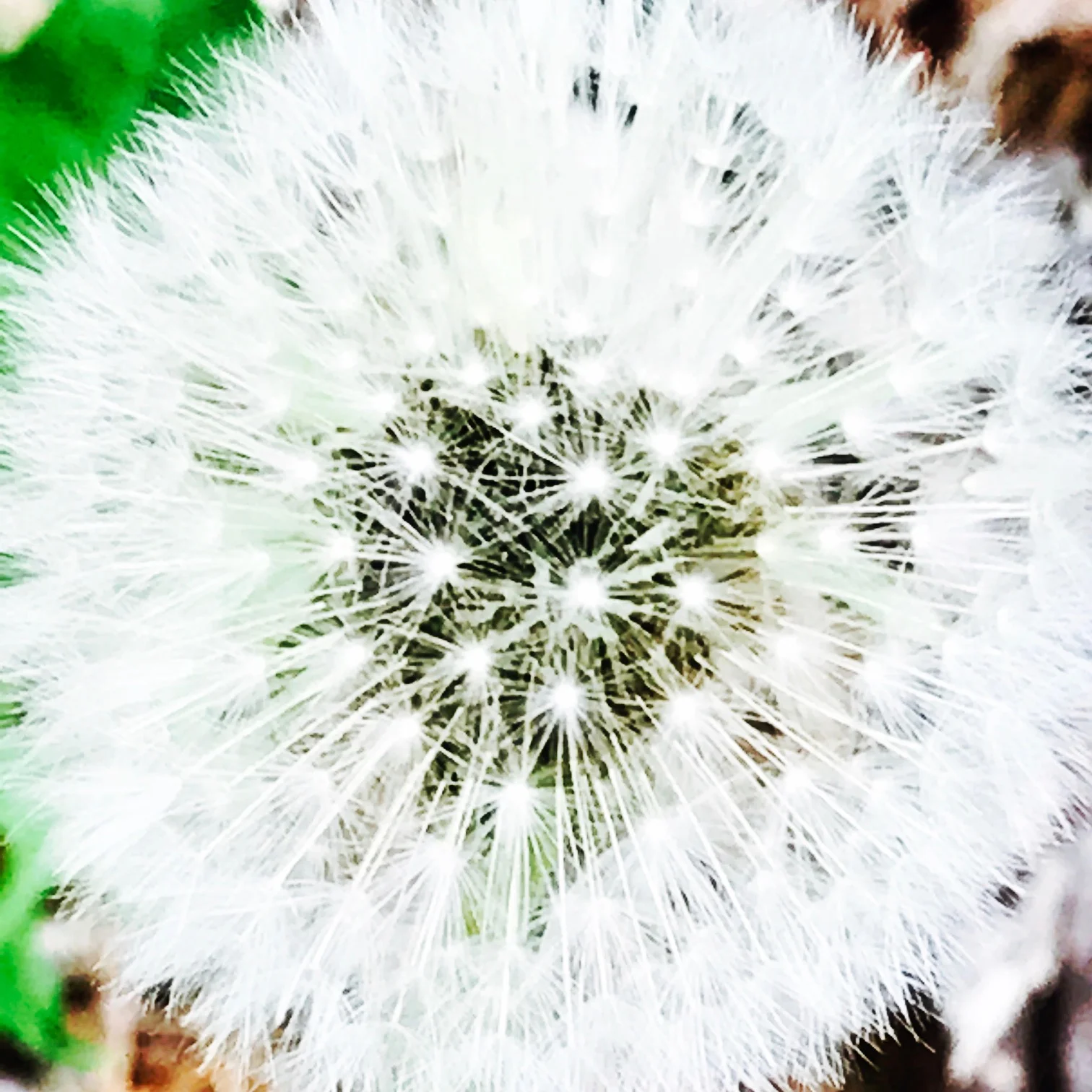 Dandelion