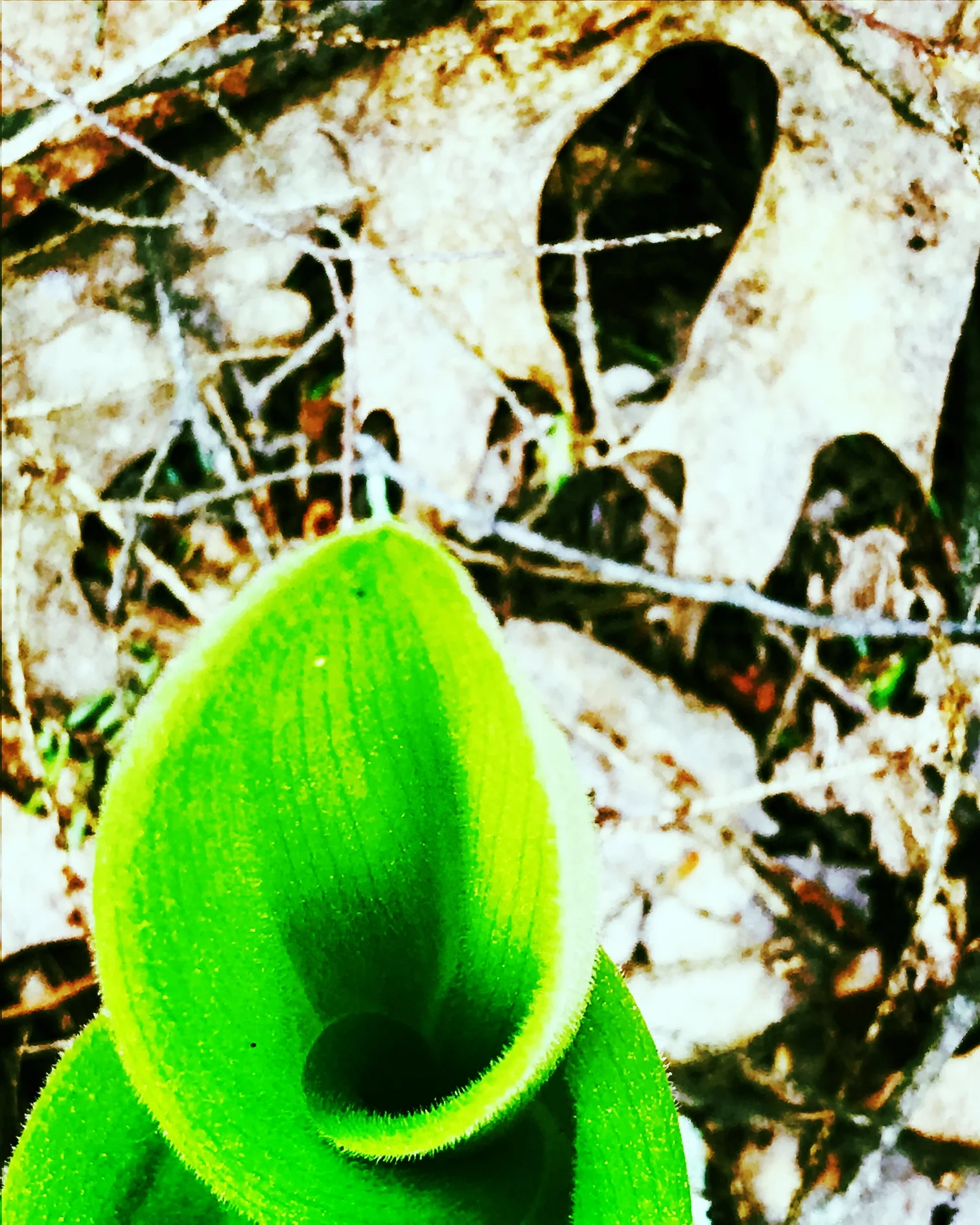 Lady Slipper