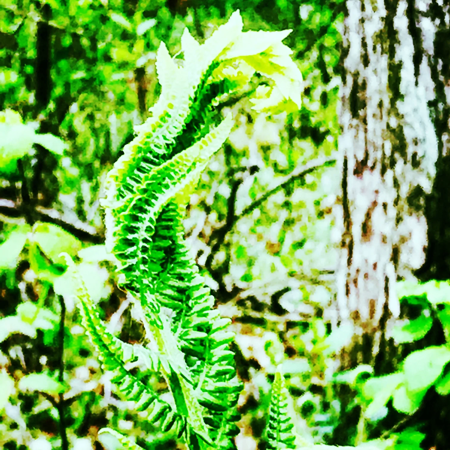 Fiddlehead