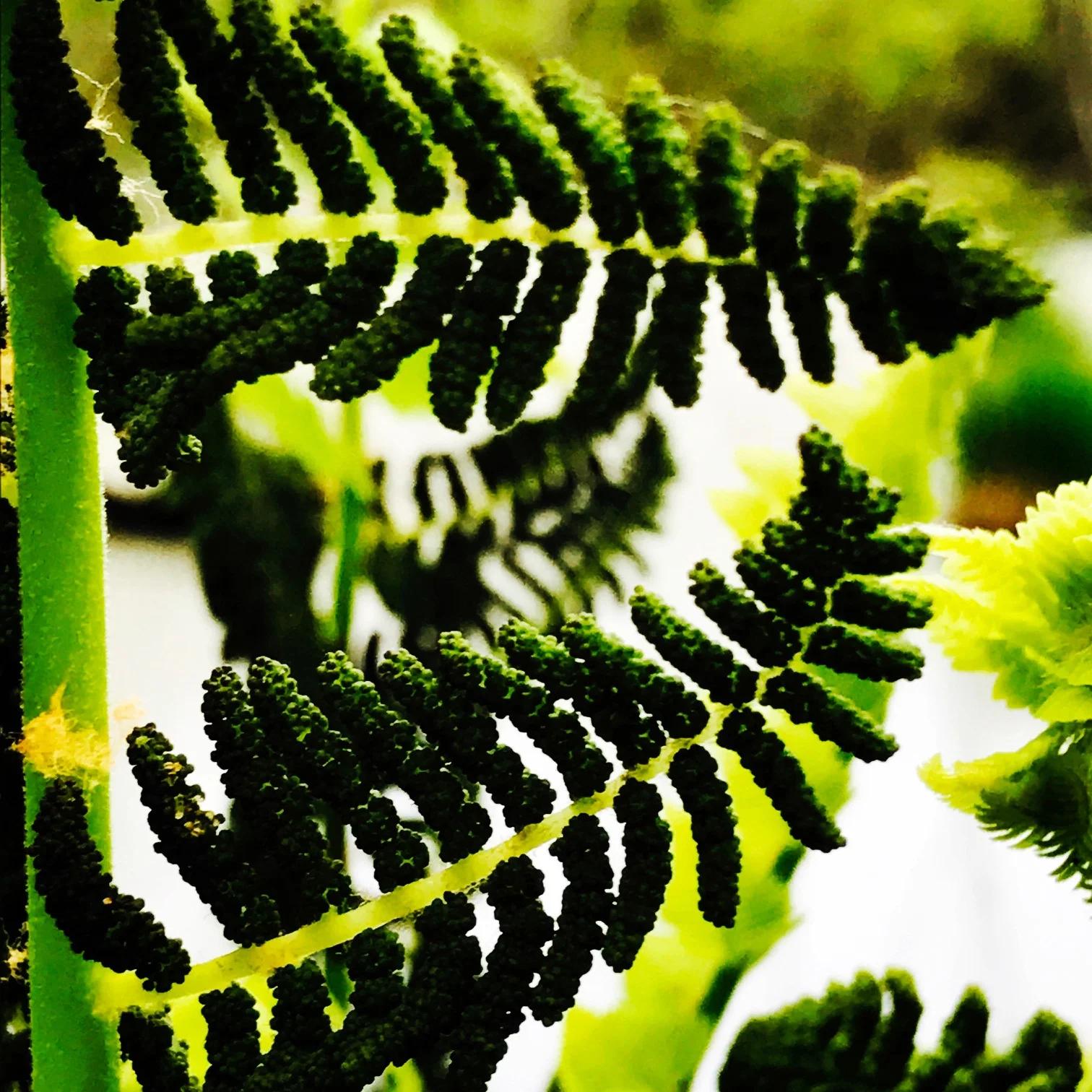 Interrupted Fern