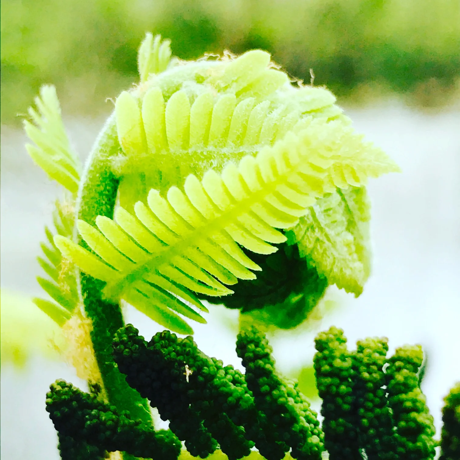 Fiddlehead