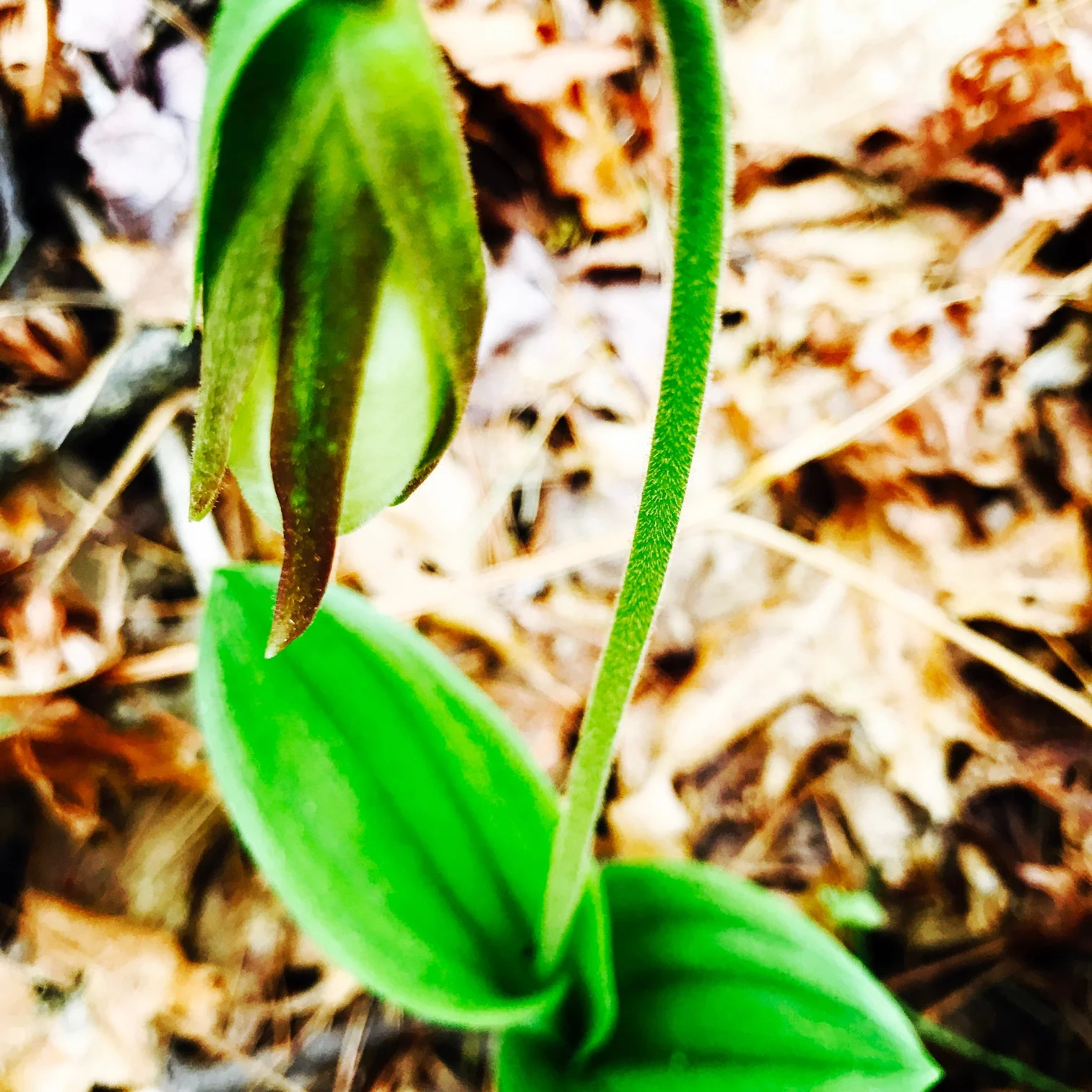 Lady Slipper