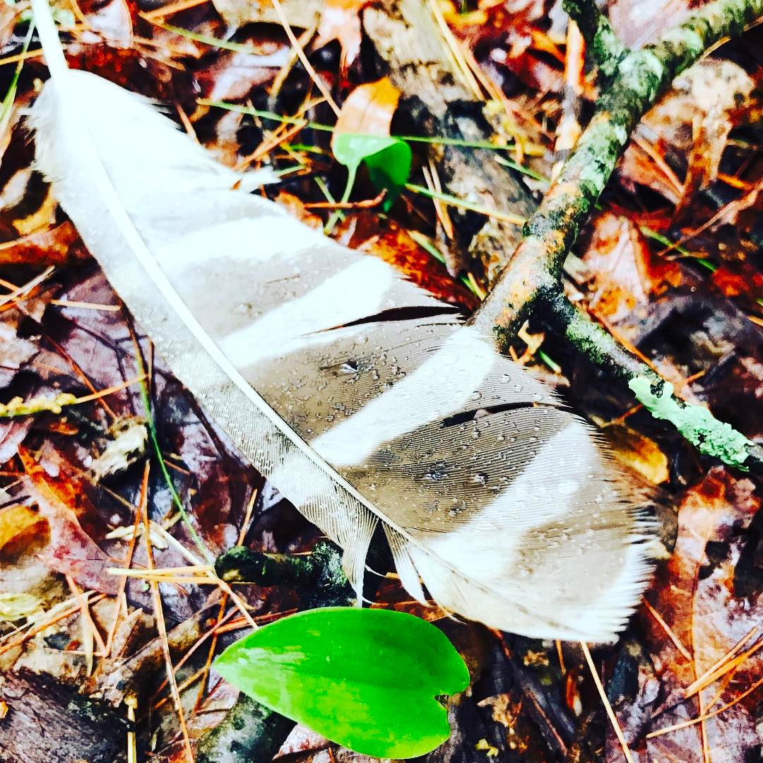 Barred Owl Feather