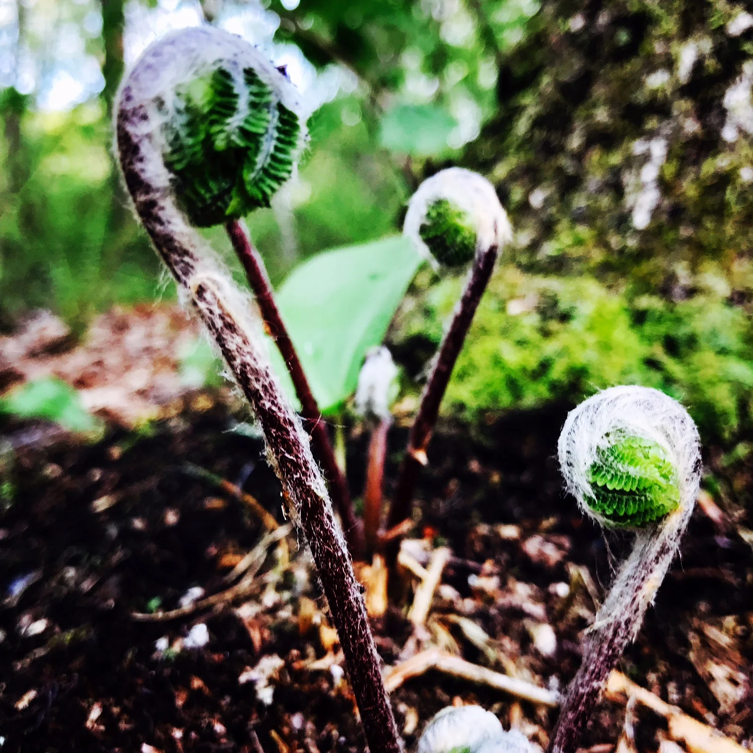 Fiddleheads