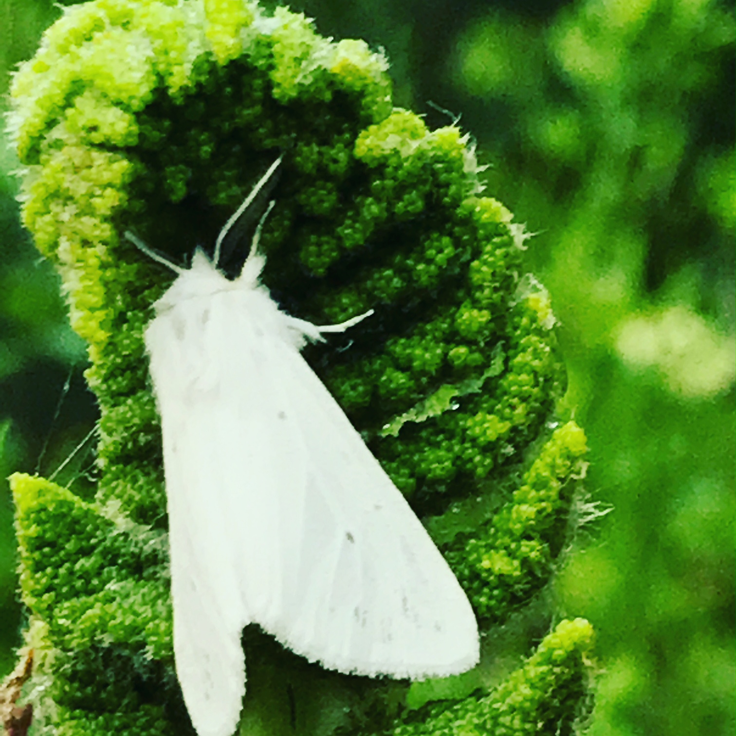 moth fern.JPG