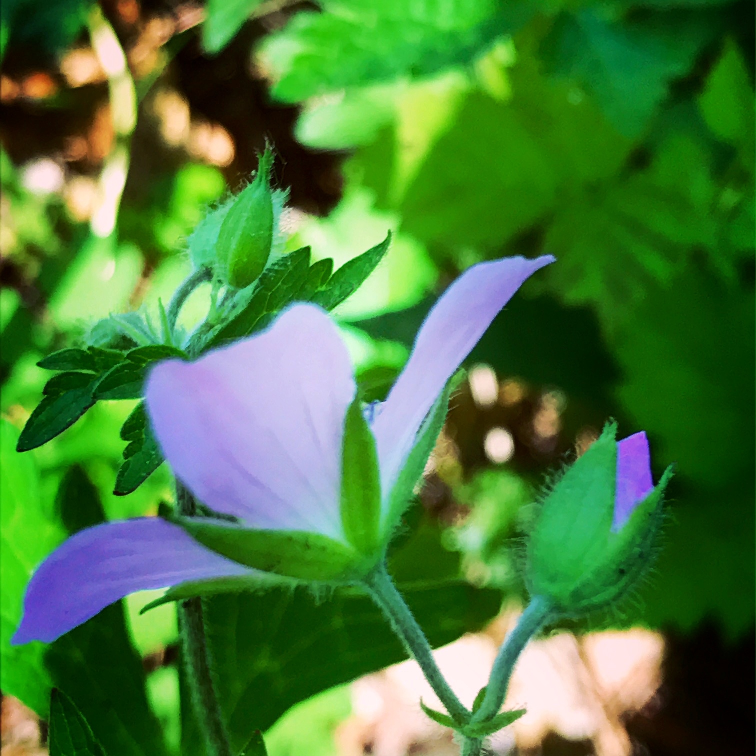 Wild Geranium