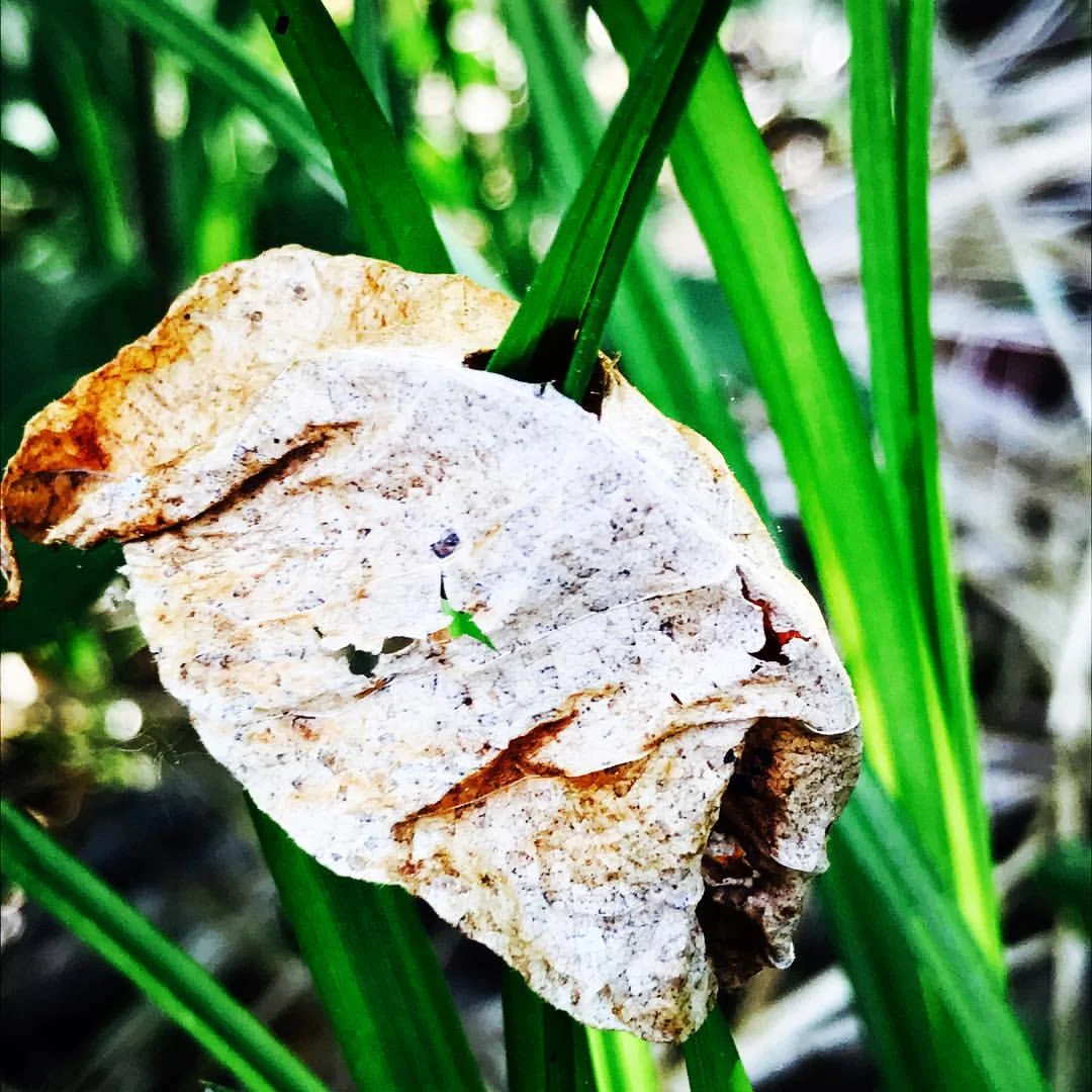 leaf in grass.jpg